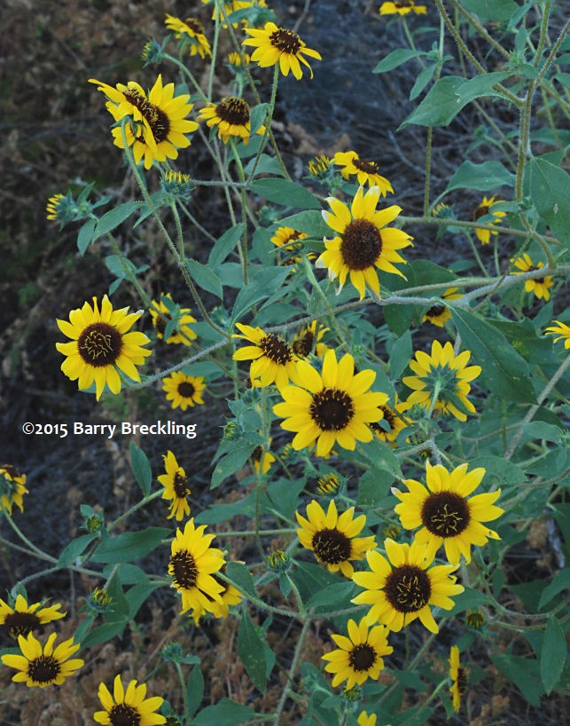 Helianthus Bolanderi Linda Vista Native Plants