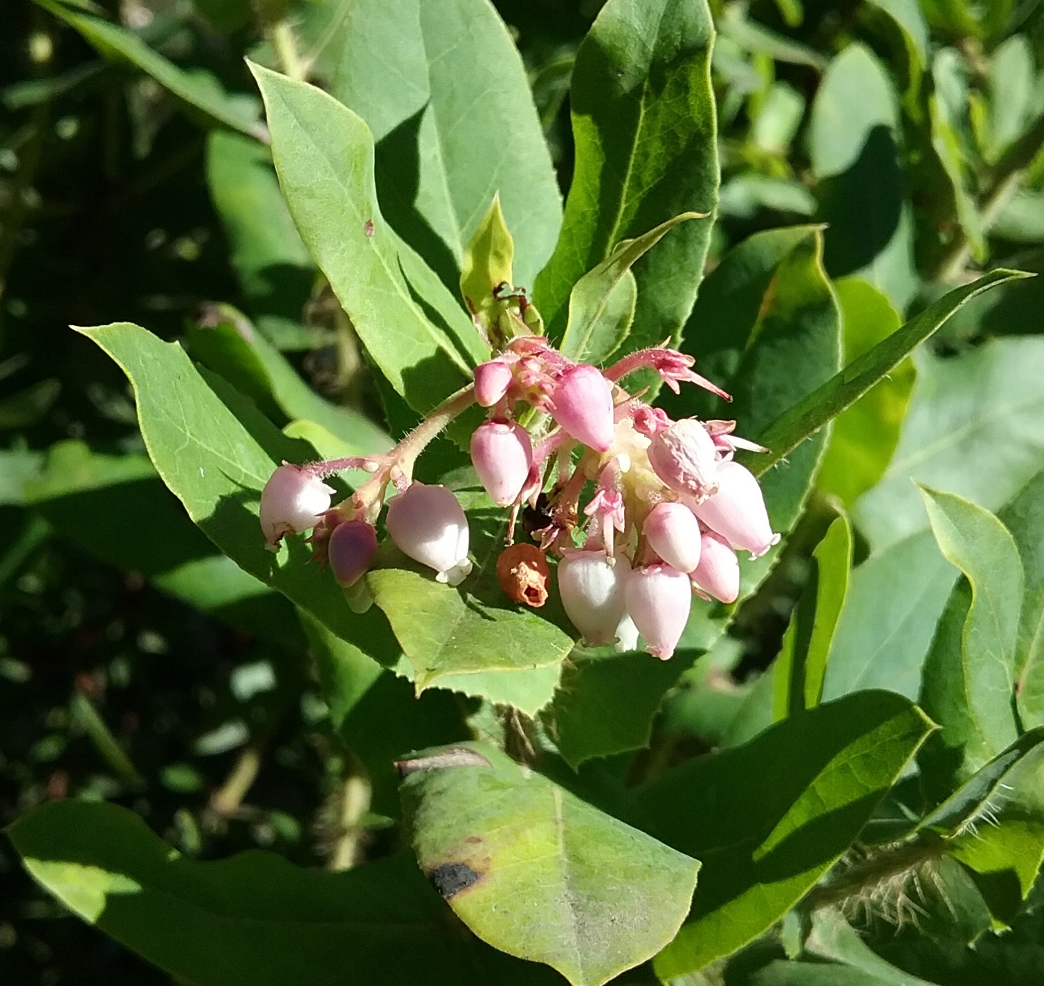 Arctostaphylos Andersonii Linda Vista Native Plants