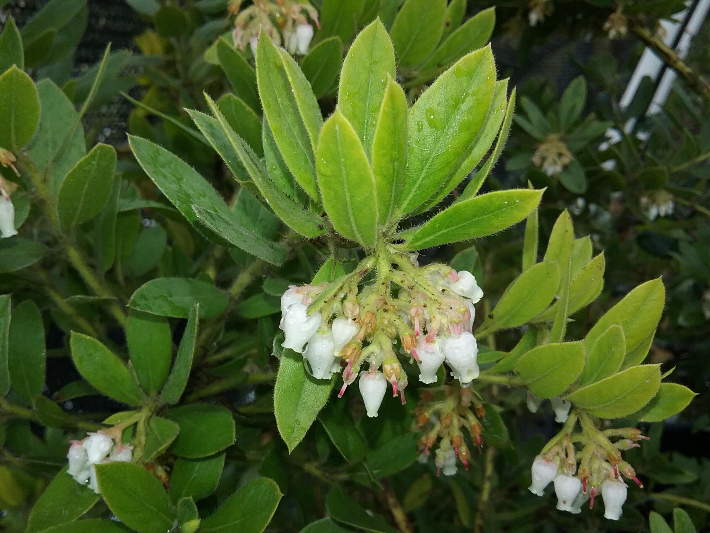 Arctostaphylos Virgata Linda Vista Native Plants