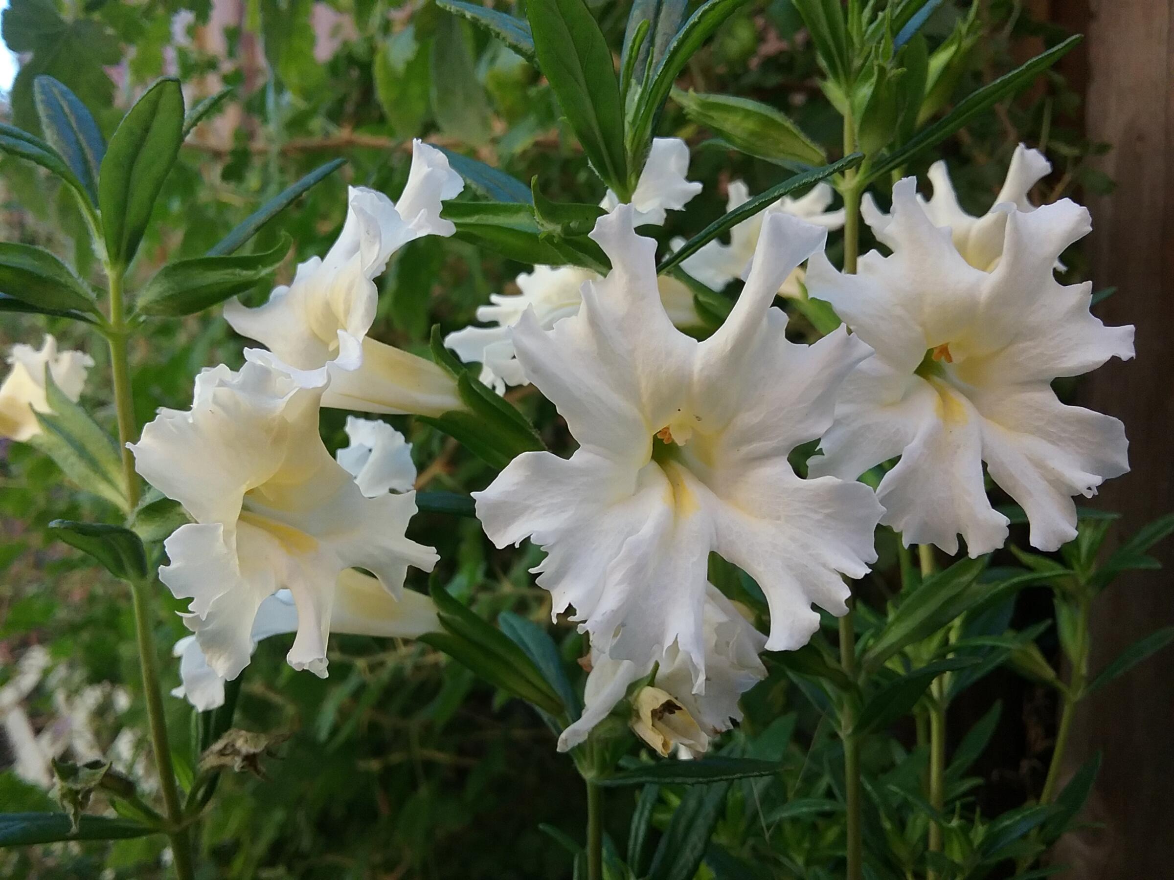 Mimulus Aurantiacus Var Bifidus White Linda Vista Native Plants