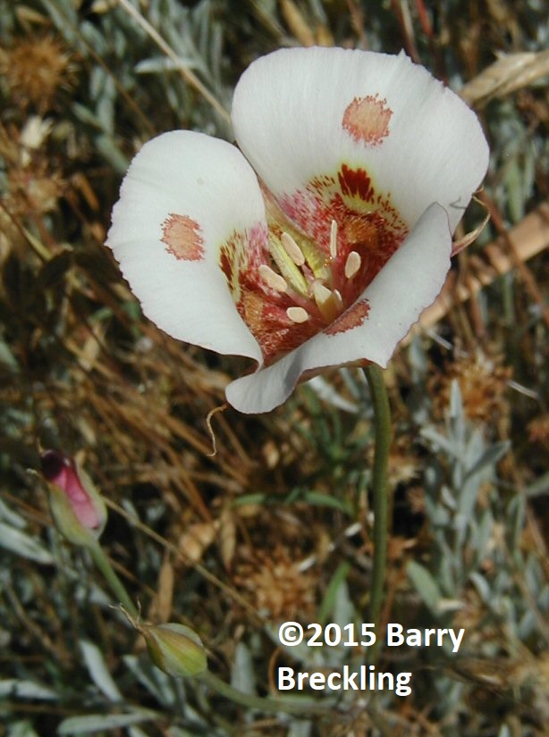 Calochortus Venustus Linda Vista Native Plants