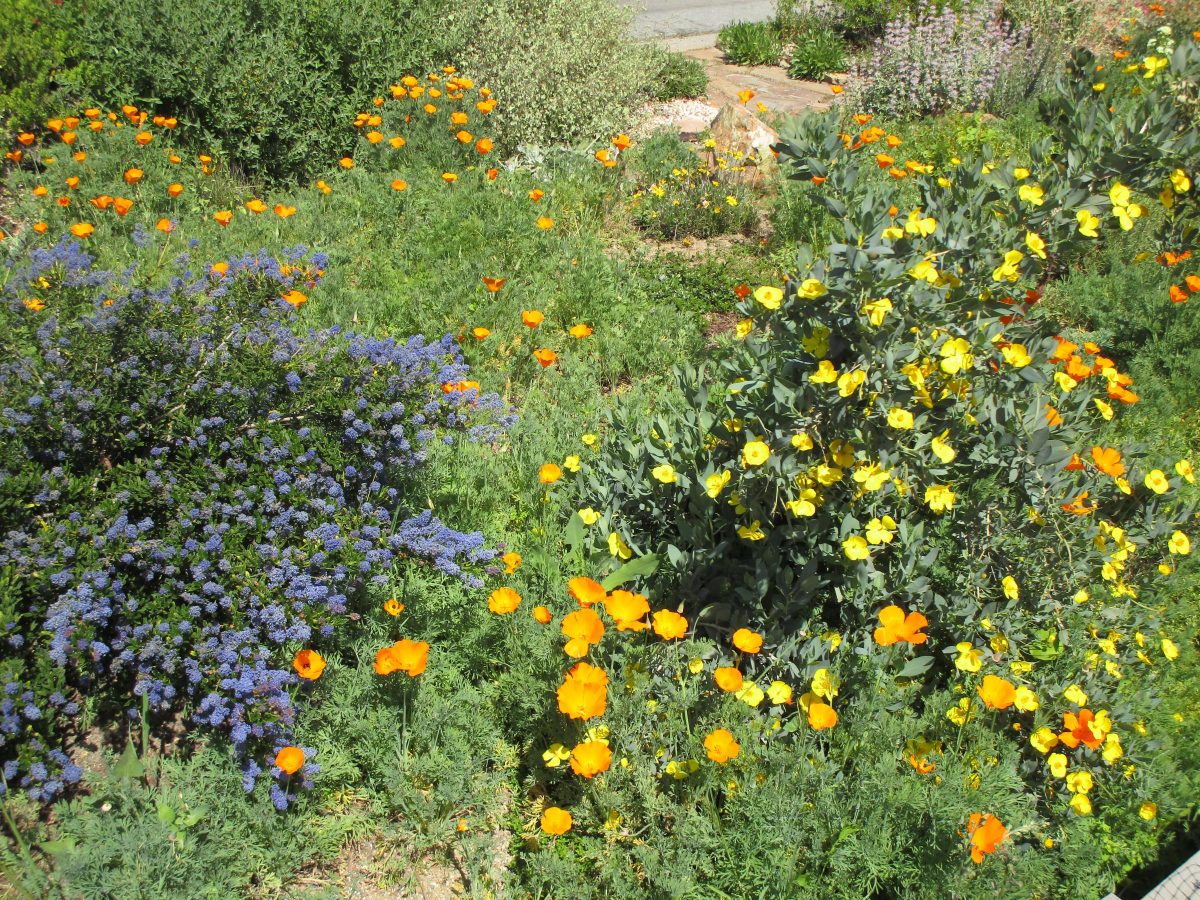 Linda Vista Native Plants - Linda Vista Native Plants