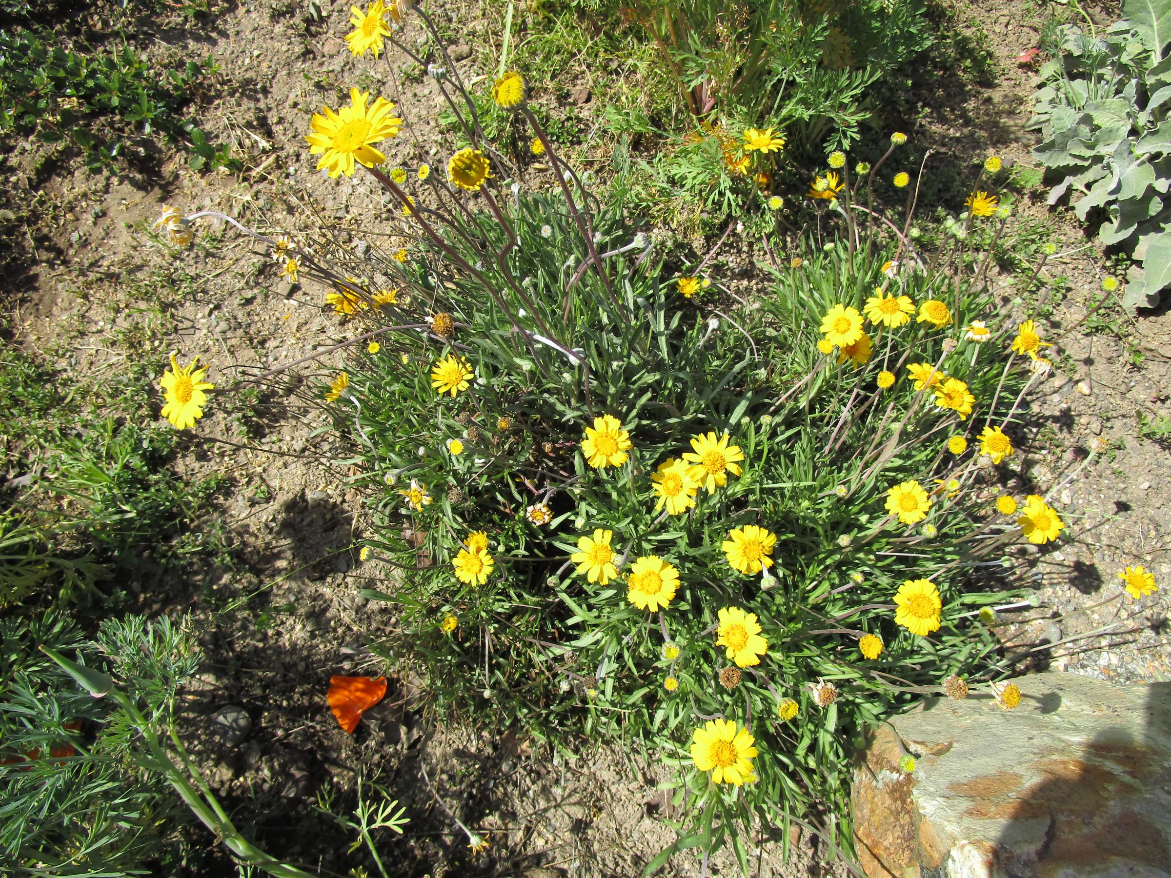 Tetraneuris acaulis - Linda Vista Native Plants