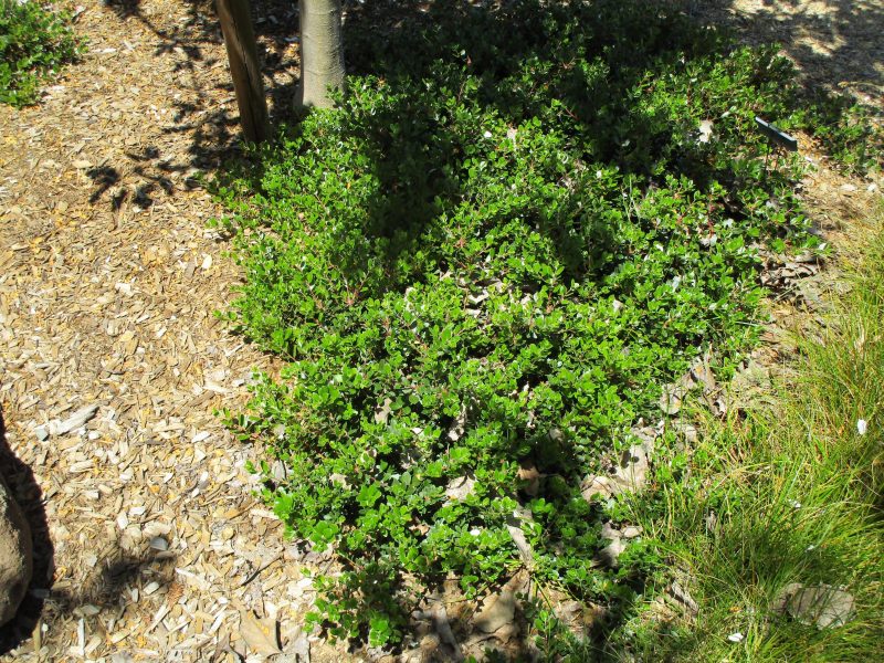 Arctostaphylos 'emerald Carpet' - Linda Vista Native Plants