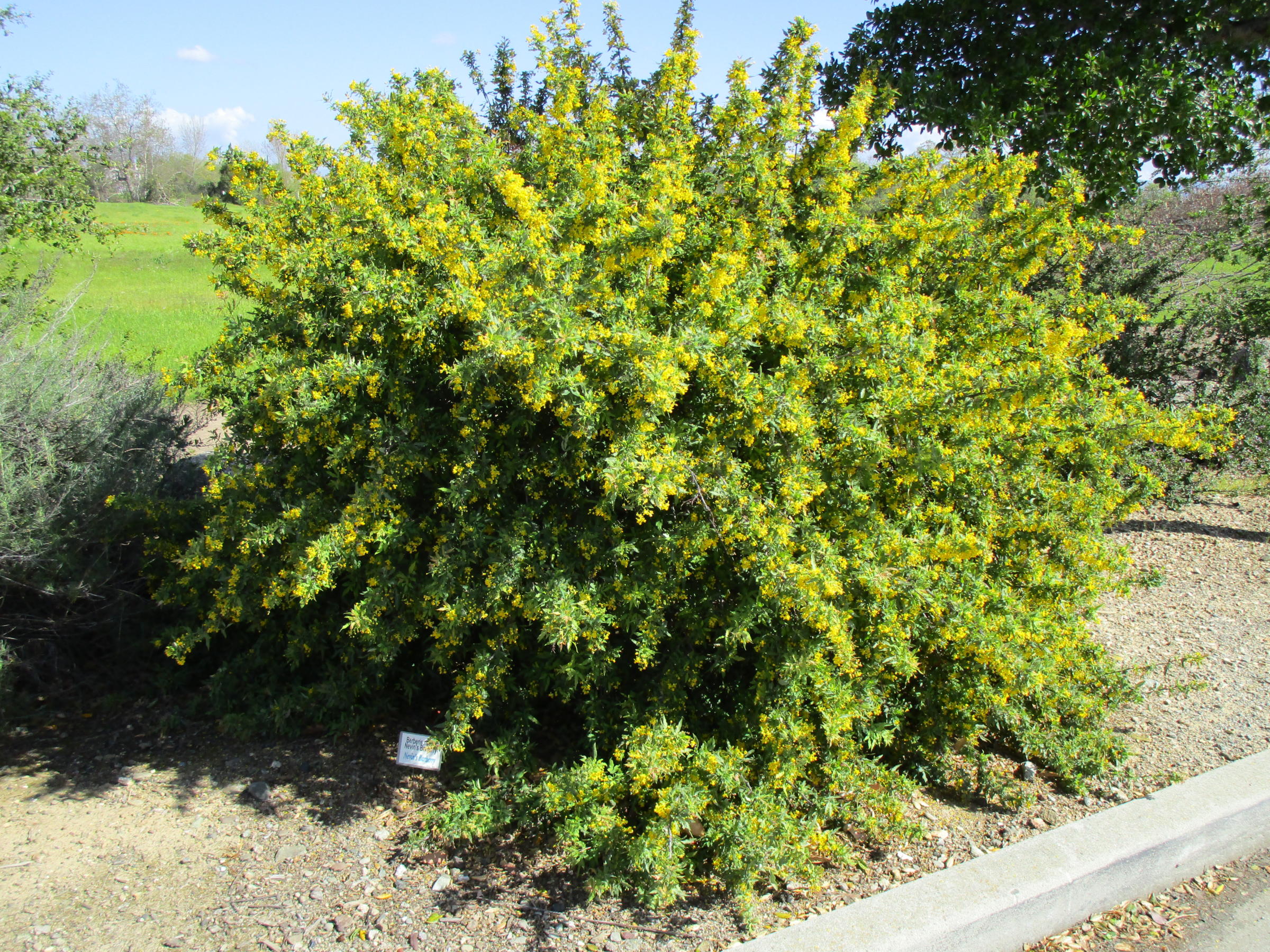 Berberis Nevinii - Linda Vista Native Plants