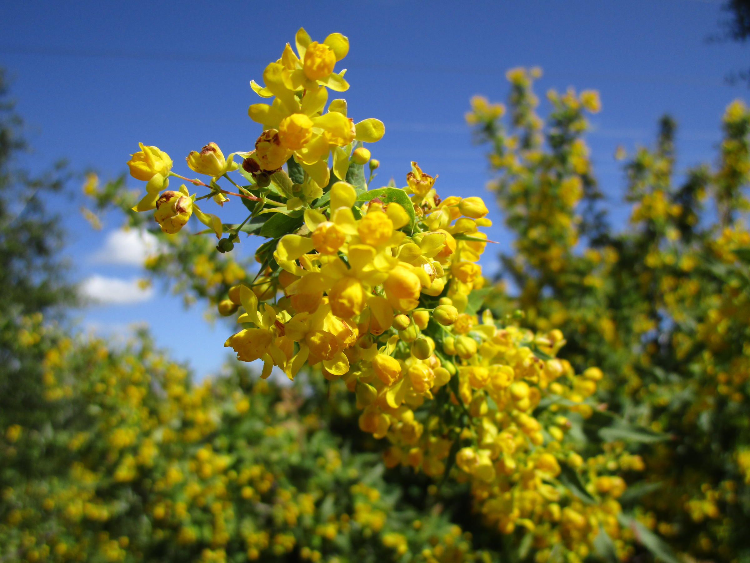 Berberis Nevinii - Linda Vista Native Plants