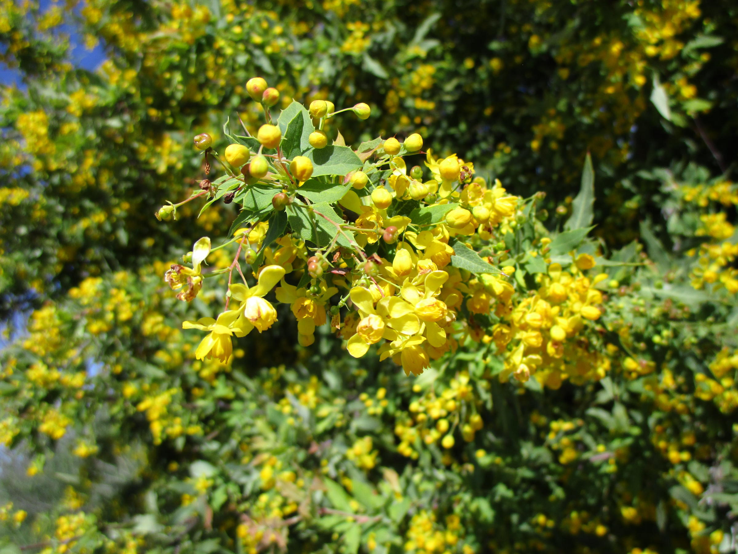 Berberis Nevinii - Linda Vista Native Plants