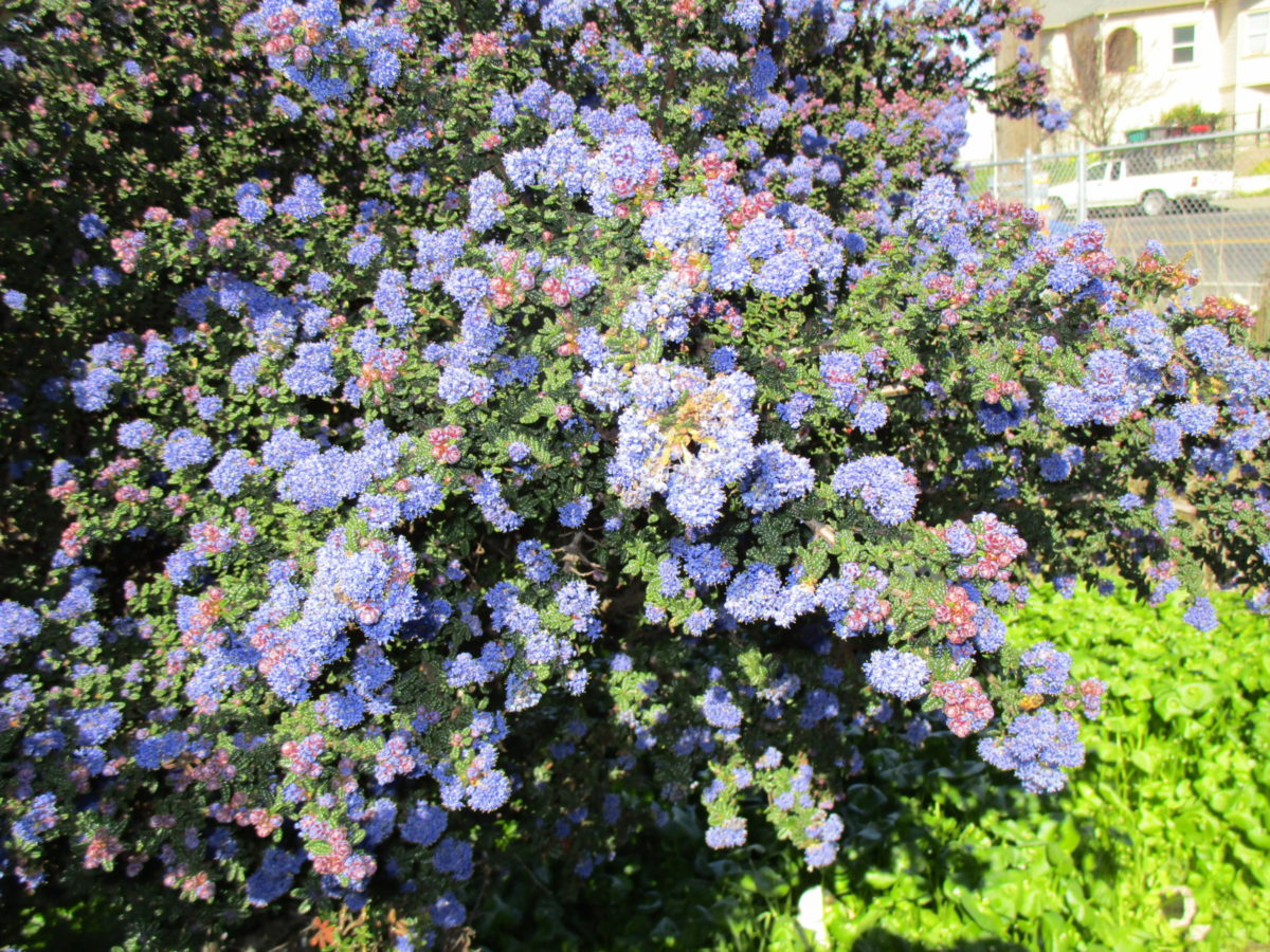 Ceanothus 'Dark star' - Linda Vista Native Plants