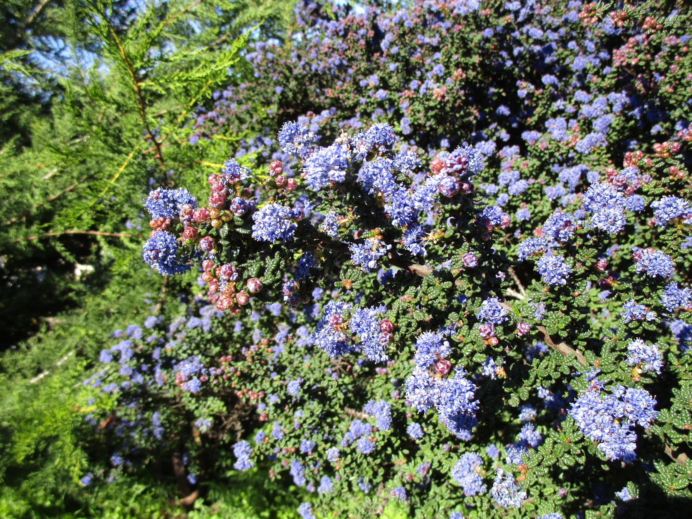 Ceanothus 'Dark star' - Linda Vista Native Plants