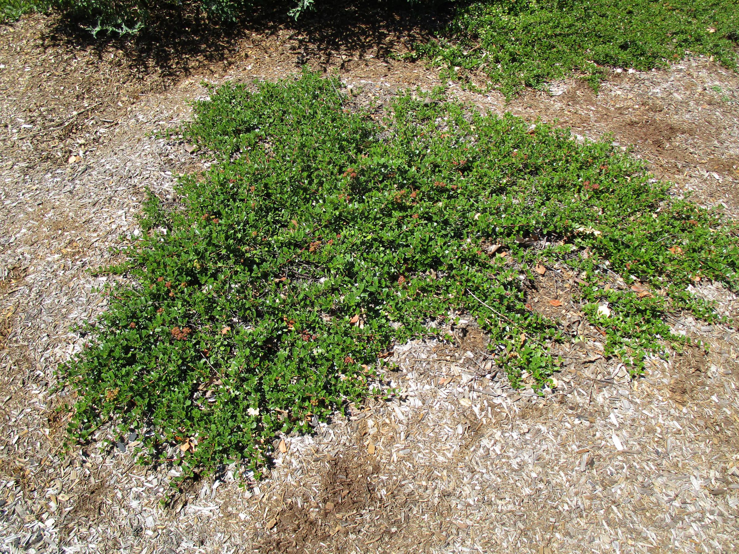 Ceanothus gloriosus 'Heart's desire' - Linda Vista Native ...