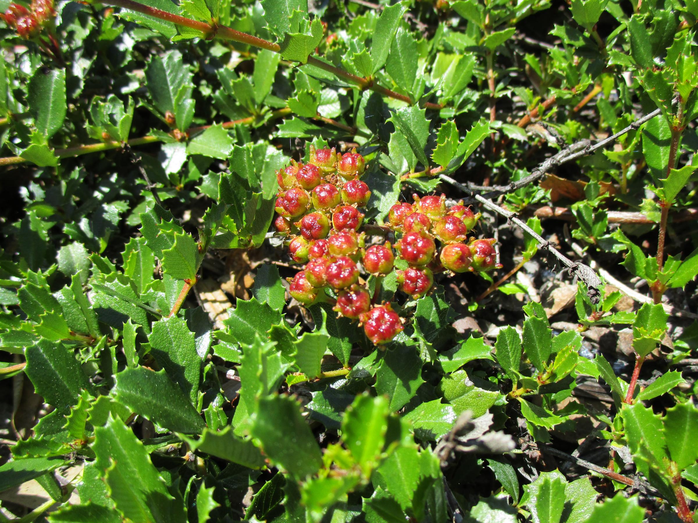 Ceanothus gloriosus var. gloriosus 'Heart's Desire' - Linda Vista ...