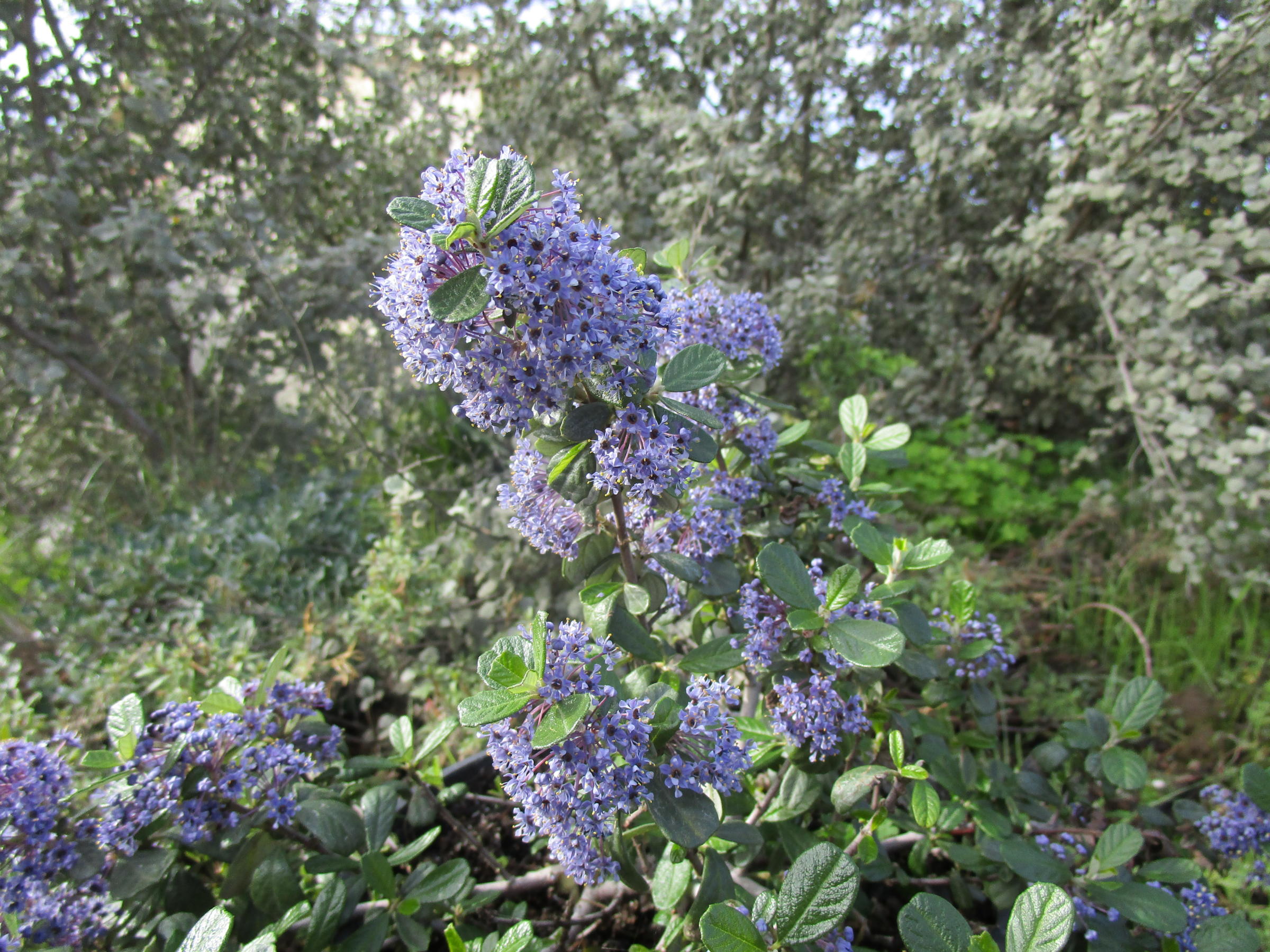 Ceanothus maritimus Valley Violet - Linda Vista Native Plants