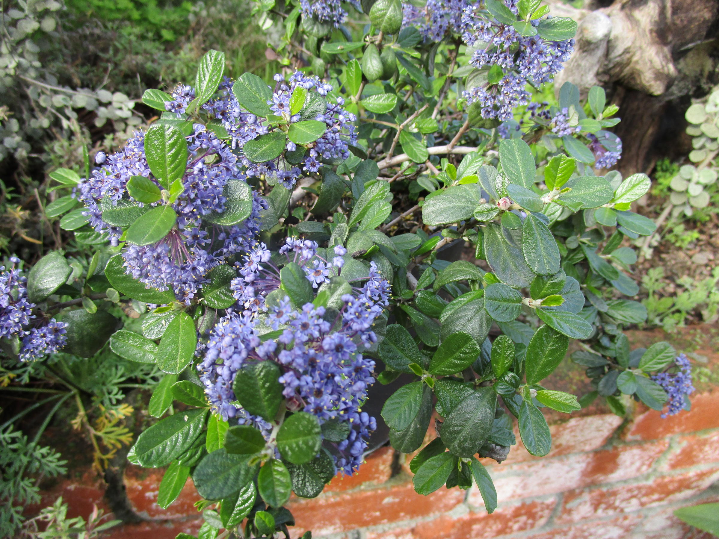 Ceanothus maritimus Valley Violet - Linda Vista Native Plants