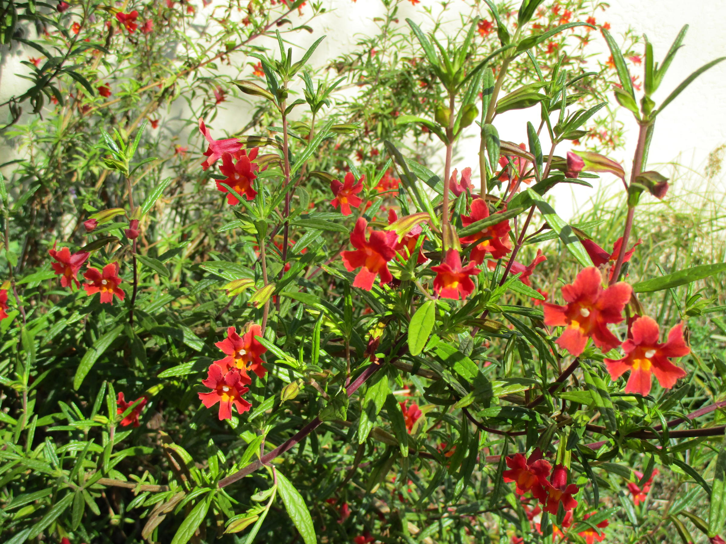 Mimulus puniceus