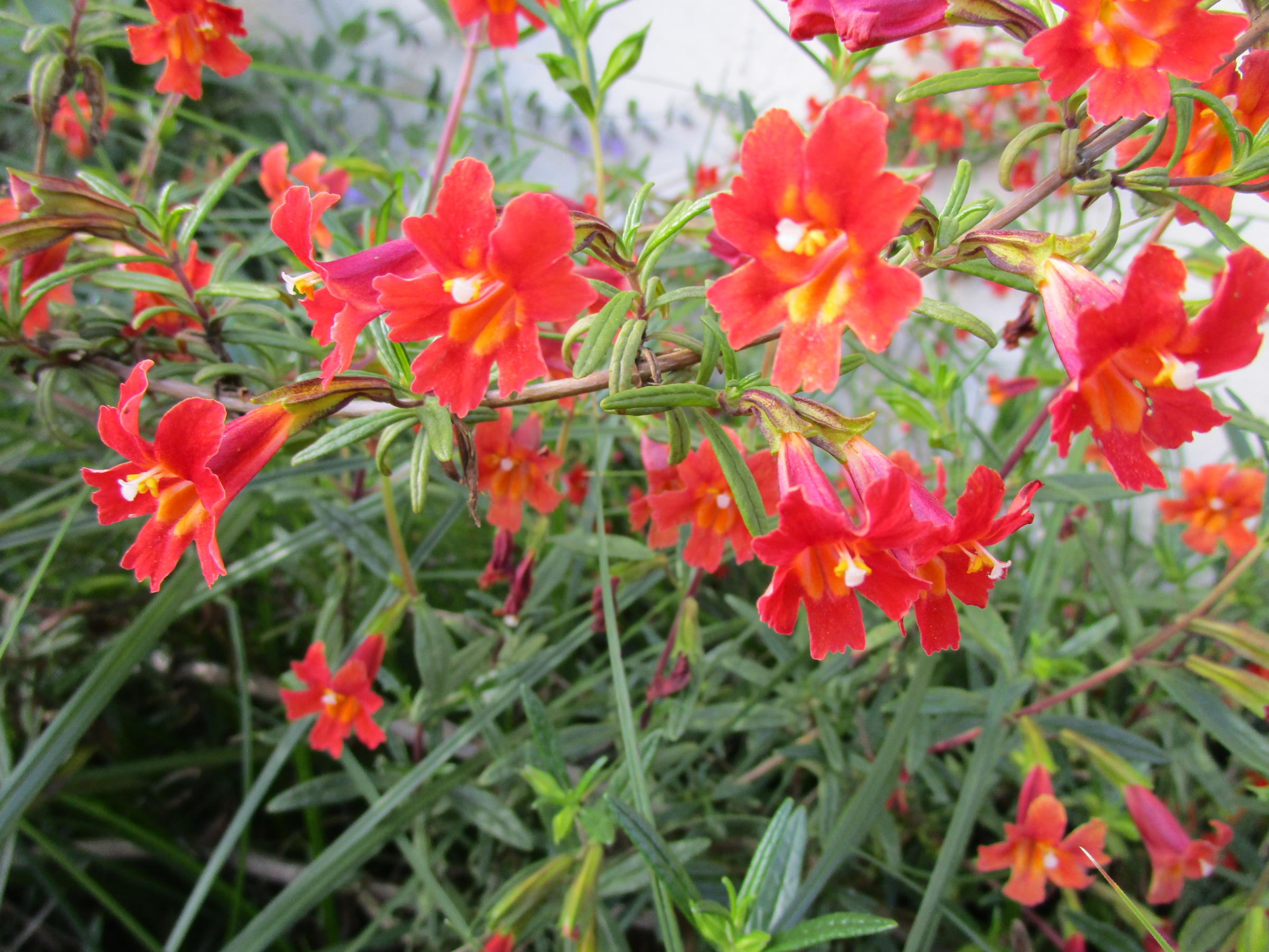 Mimulus Aurantiacus Var Puniceus Linda Vista Native Plants