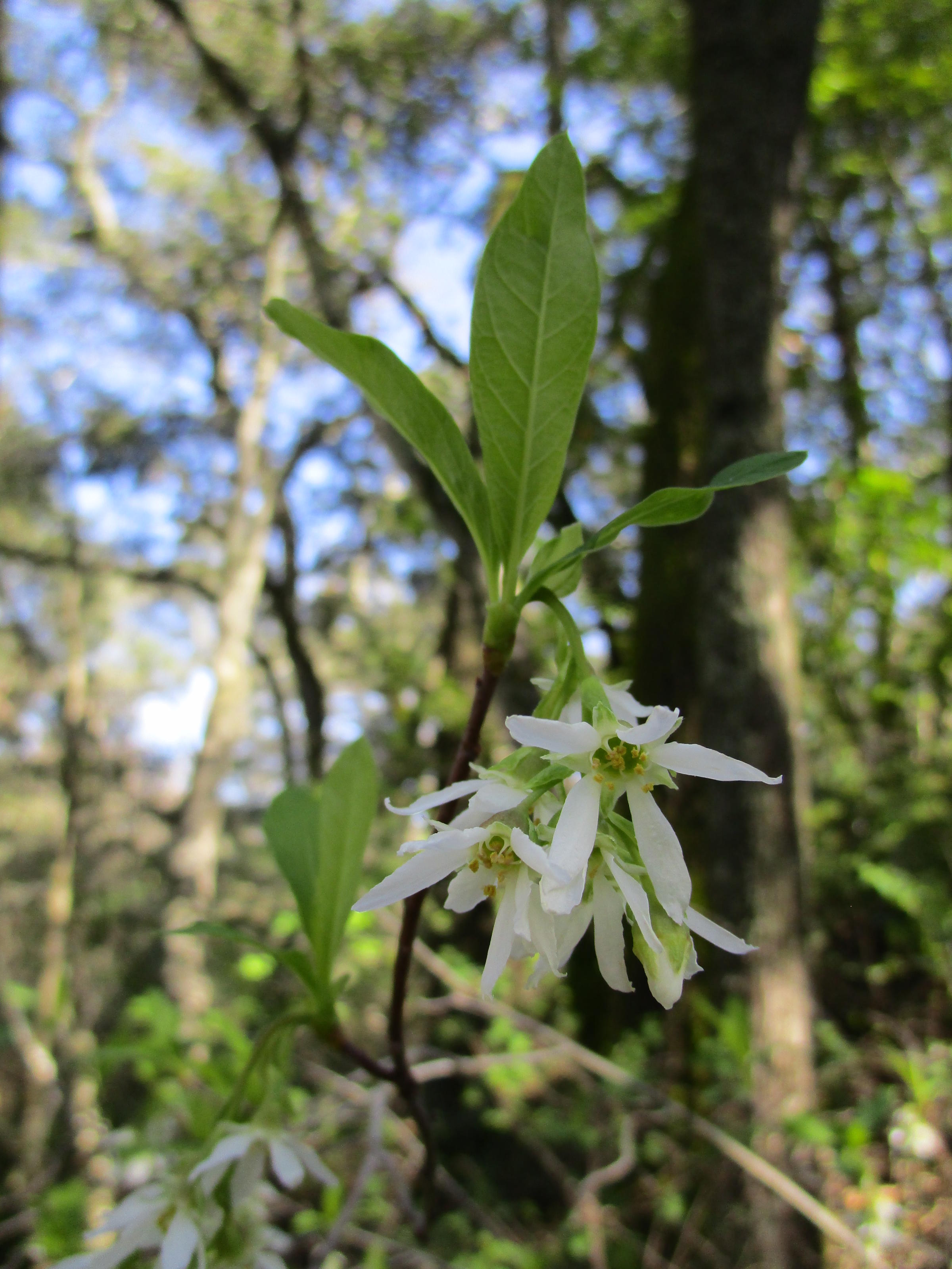 Oemleria cerasiformis - Linda Vista Native Plants