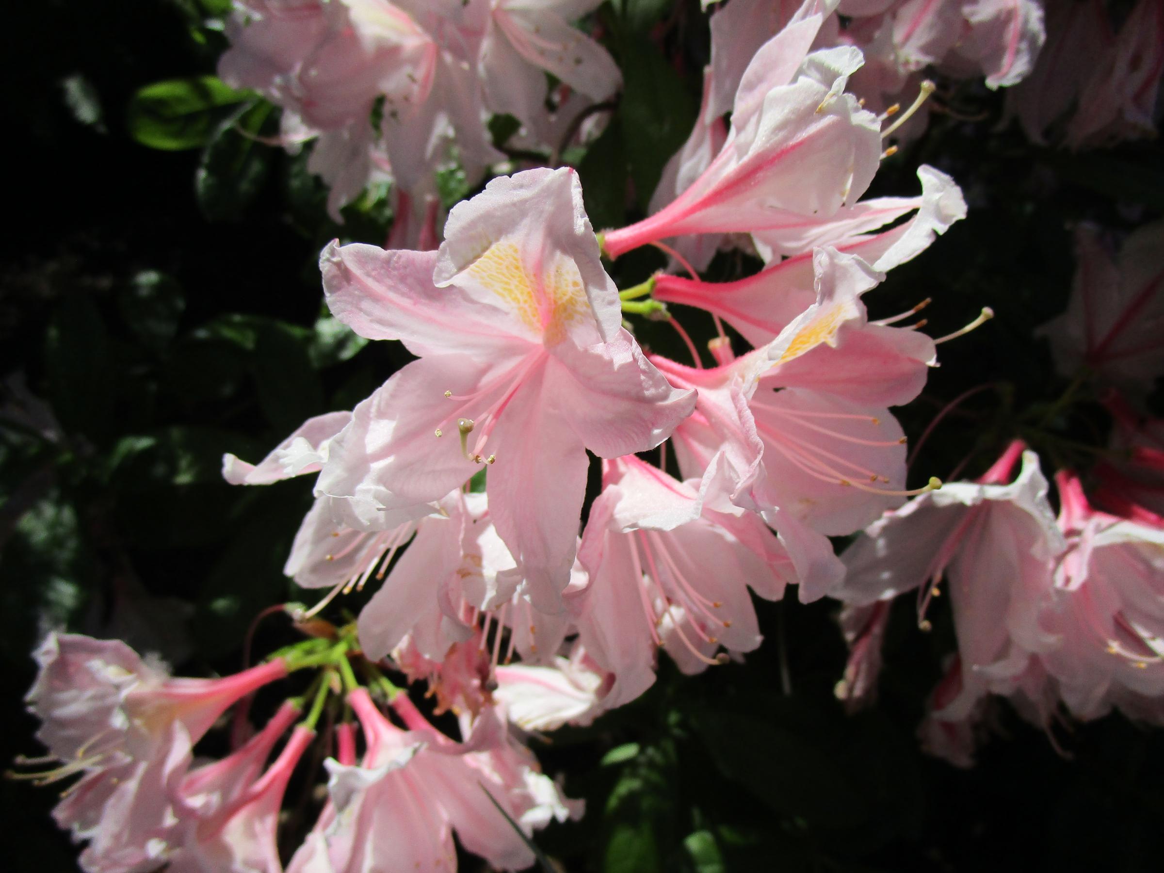 Rhododendron occidentale - Linda Vista Native Plants