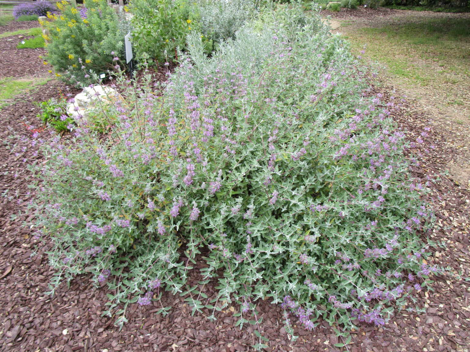 Salvia leucophylla 'Amethyst bluff' - Linda Vista Native Plants