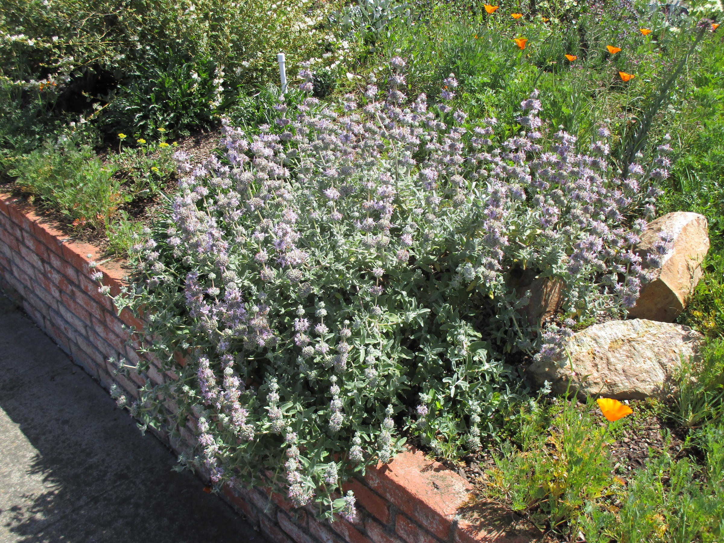 Lepechinia salviae (Lindl.) Epling (Salvia blanca, Lahuenl…