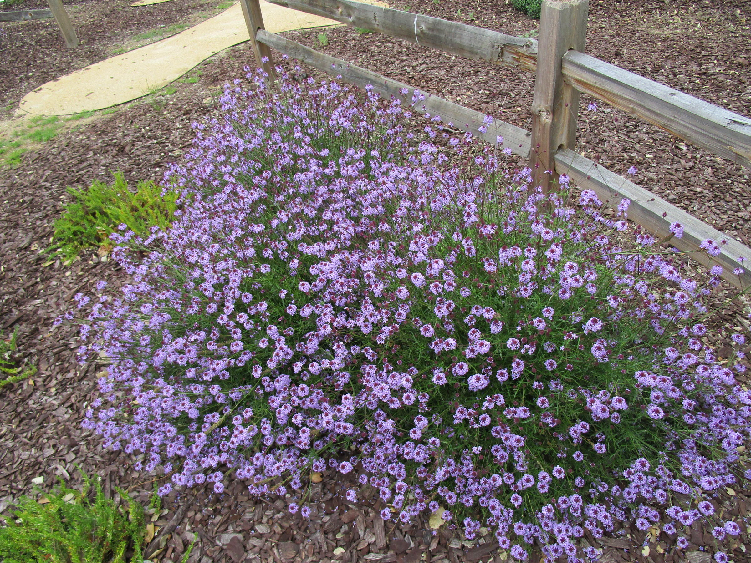 Verbena lilacina de la mina - Linda Vista Native Plants