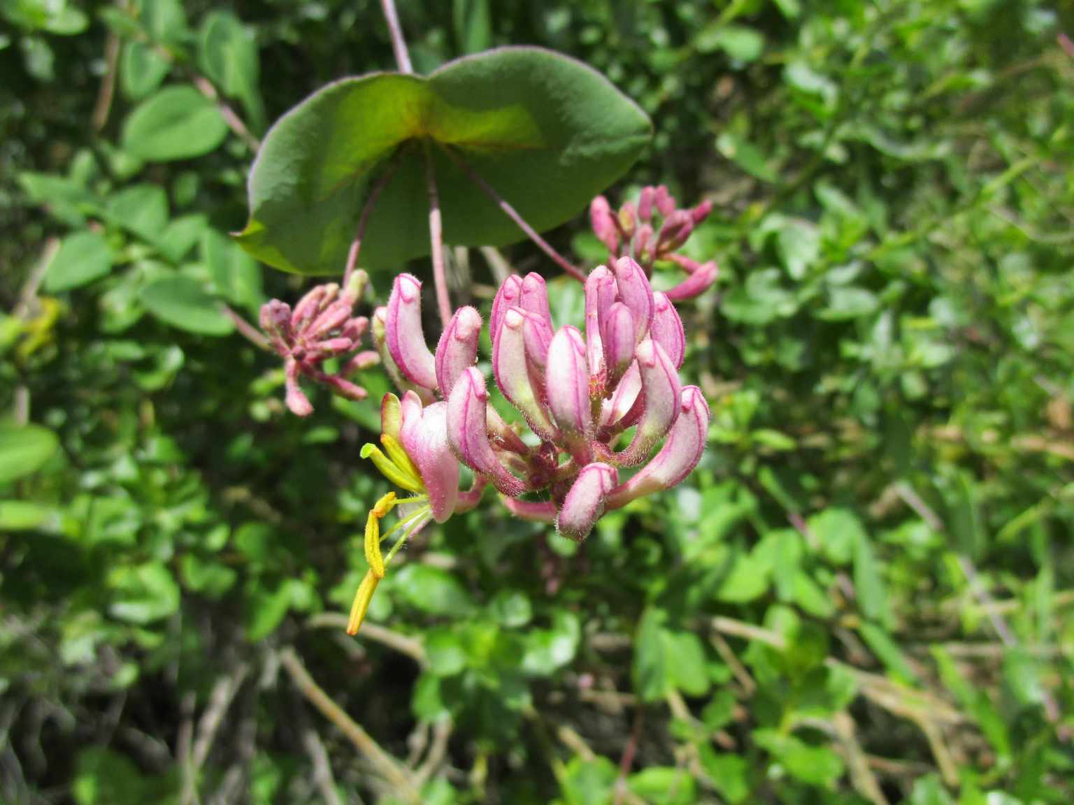 Lonicera hispidula - Linda Vista Native Plants