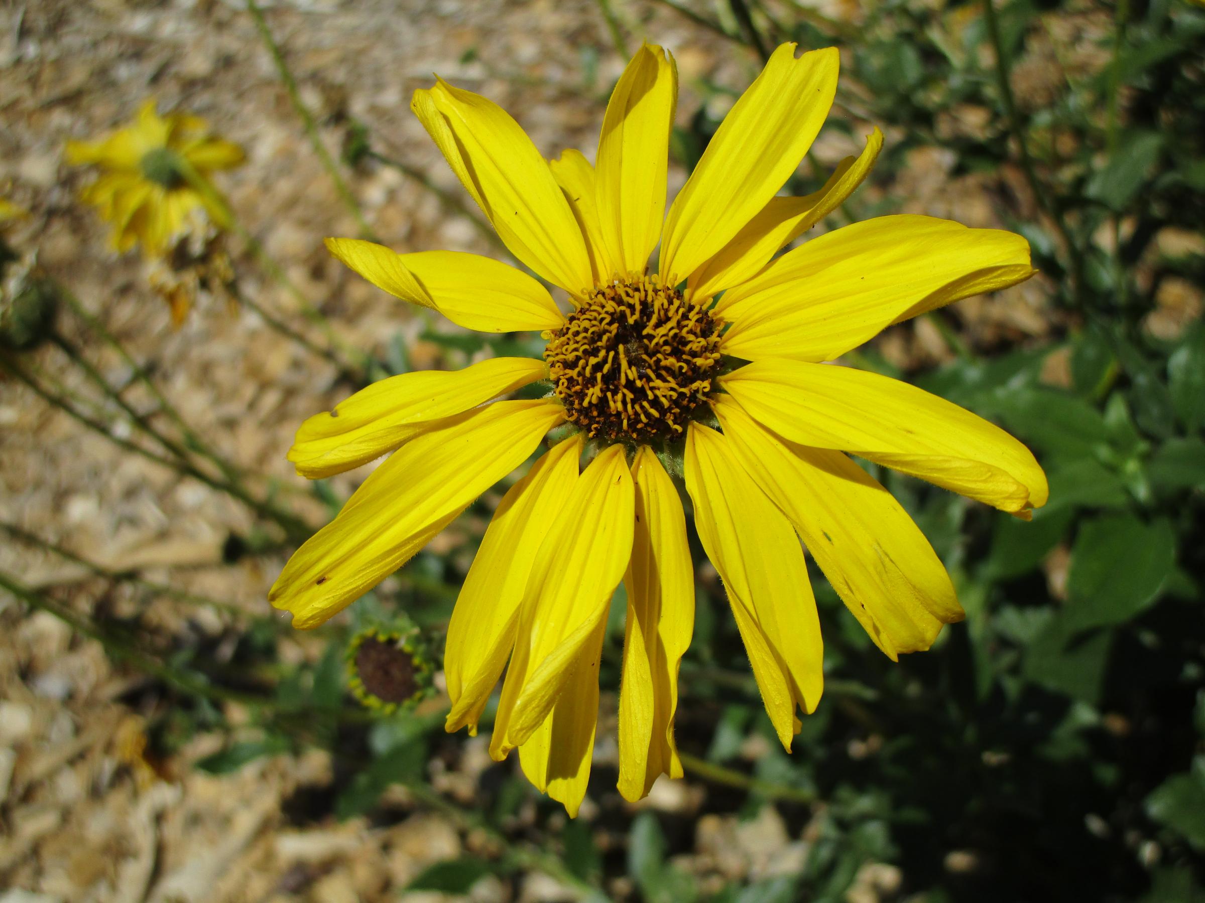 Encelia californica 'El Dorado' - Linda Vista Native Plants