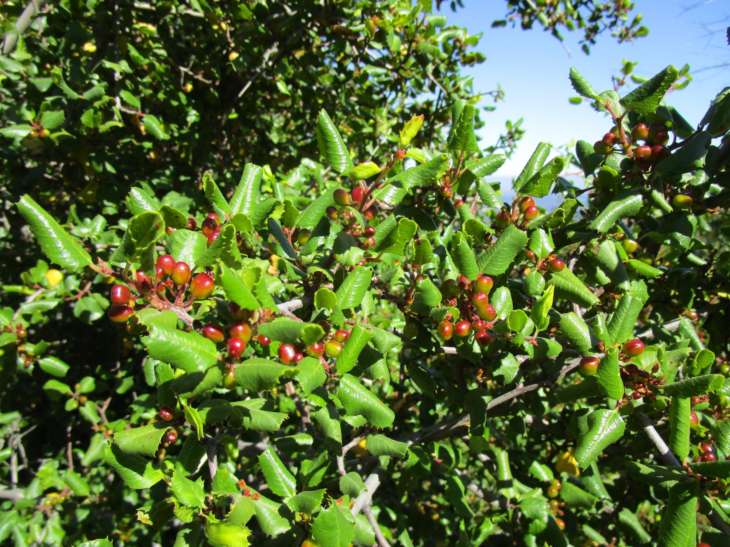 Rhamnus ilicifolia - Linda Vista Native Plants