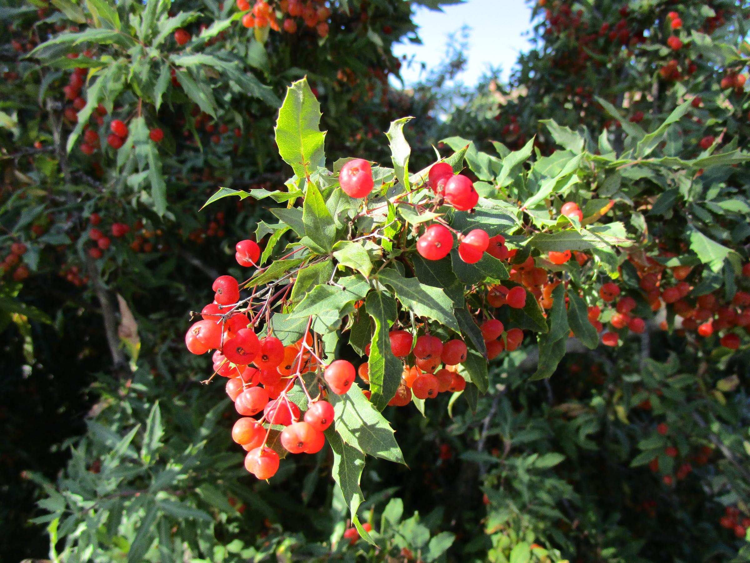 Berberis Nevinii - Linda Vista Native Plants