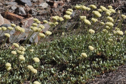 Eriogonum Ursinum Linda Vista Native Plants