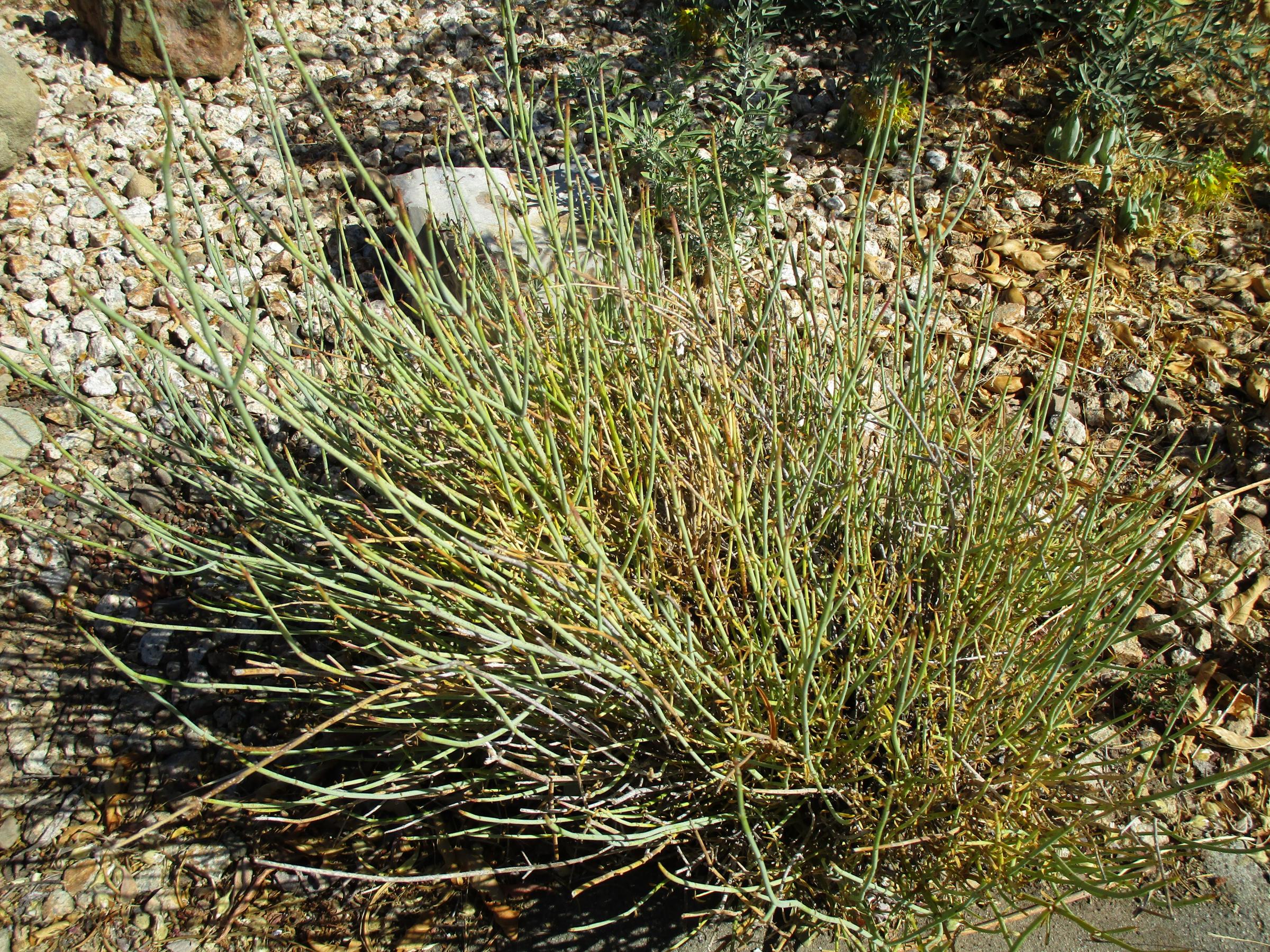 Gambelia juncea 'Gran Canon' - Linda Vista Native Plants