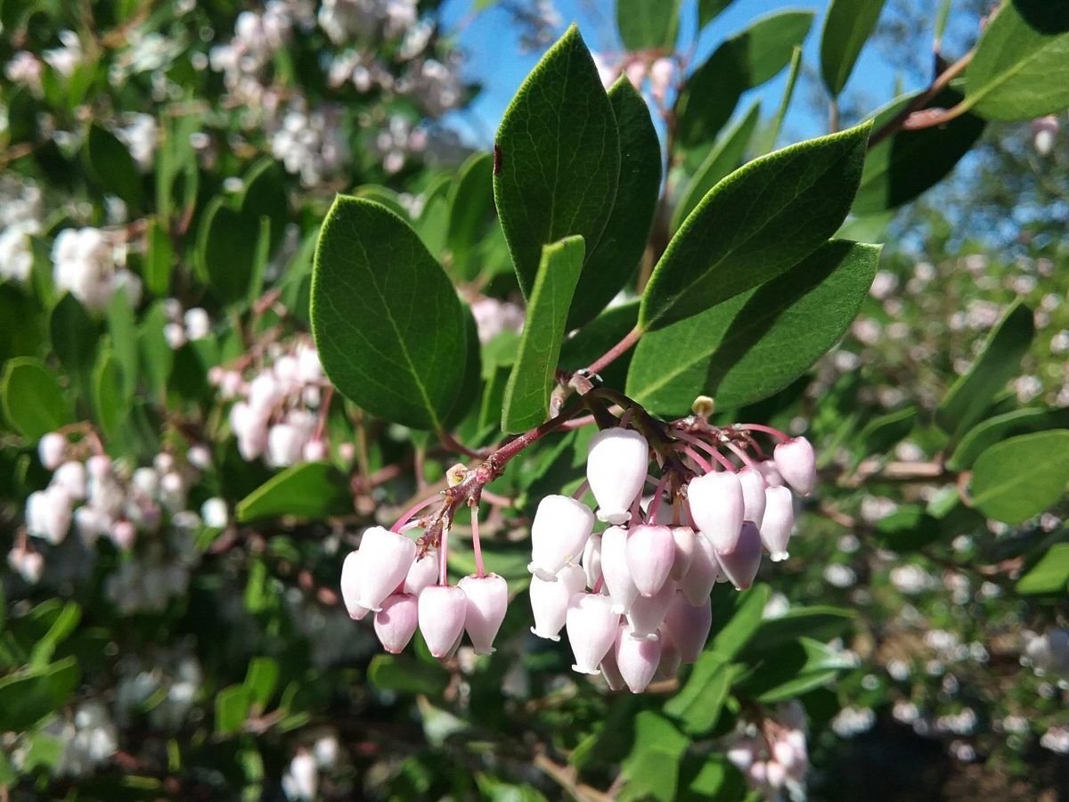 Arctostaphylos densiflora 'Howard McMinn' - Linda Vista Native Plants