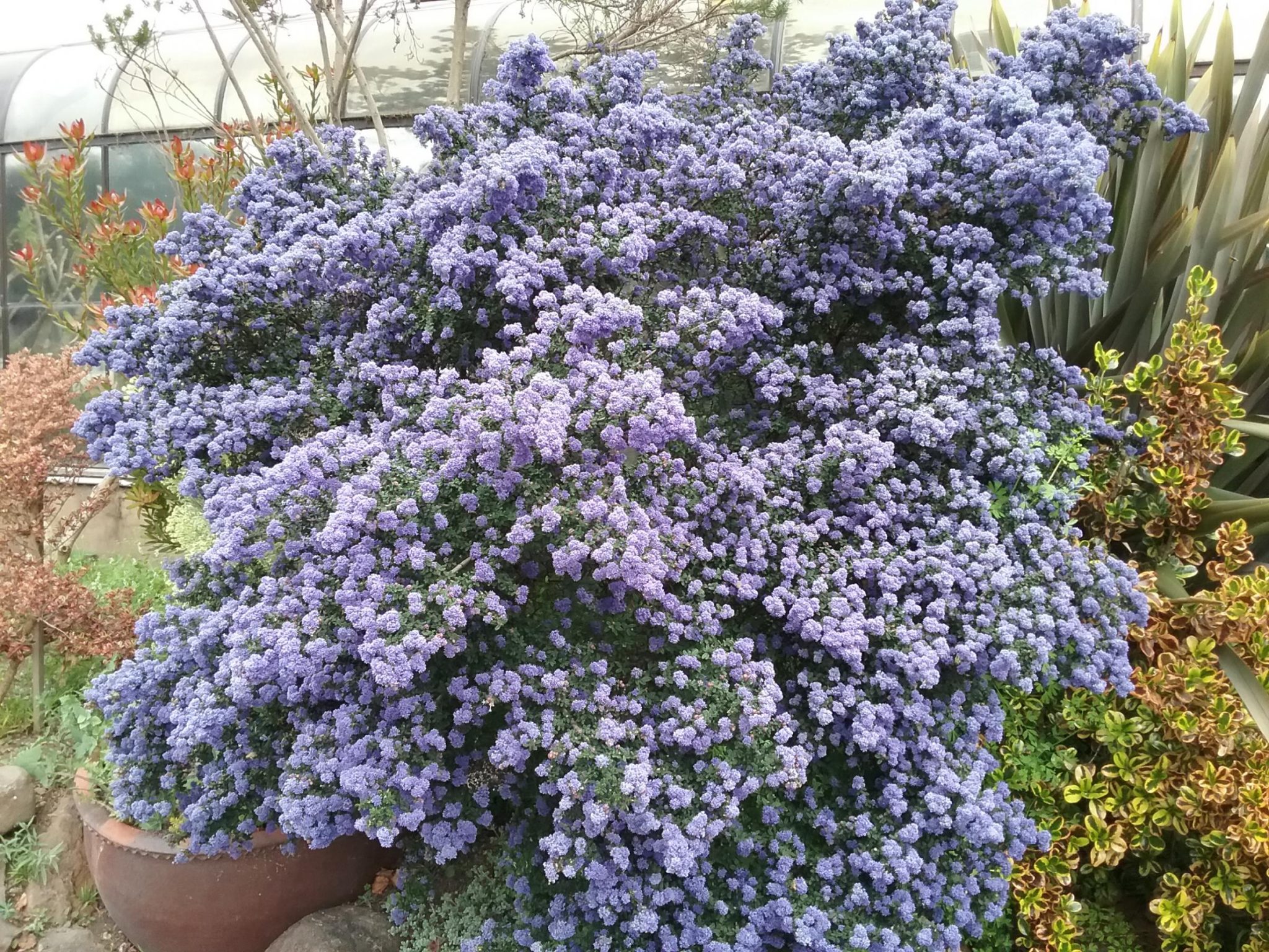 Ceanothus 'Dark star' - Linda Vista Native Plants