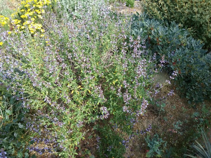 Salvia munzii - Linda Vista Native Plants