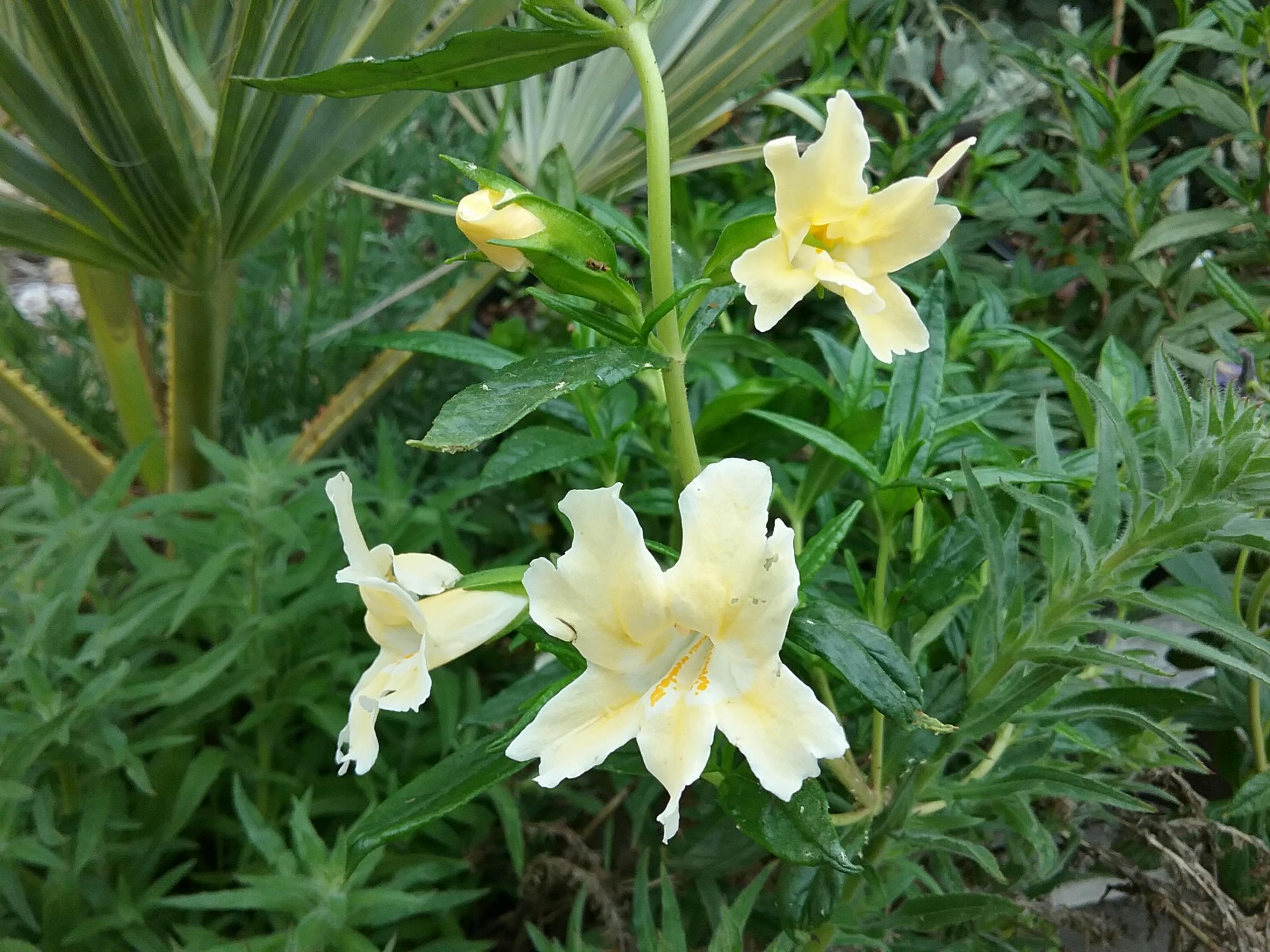 Mimulus Aurantiacus Eleanor Linda Vista Native Plants