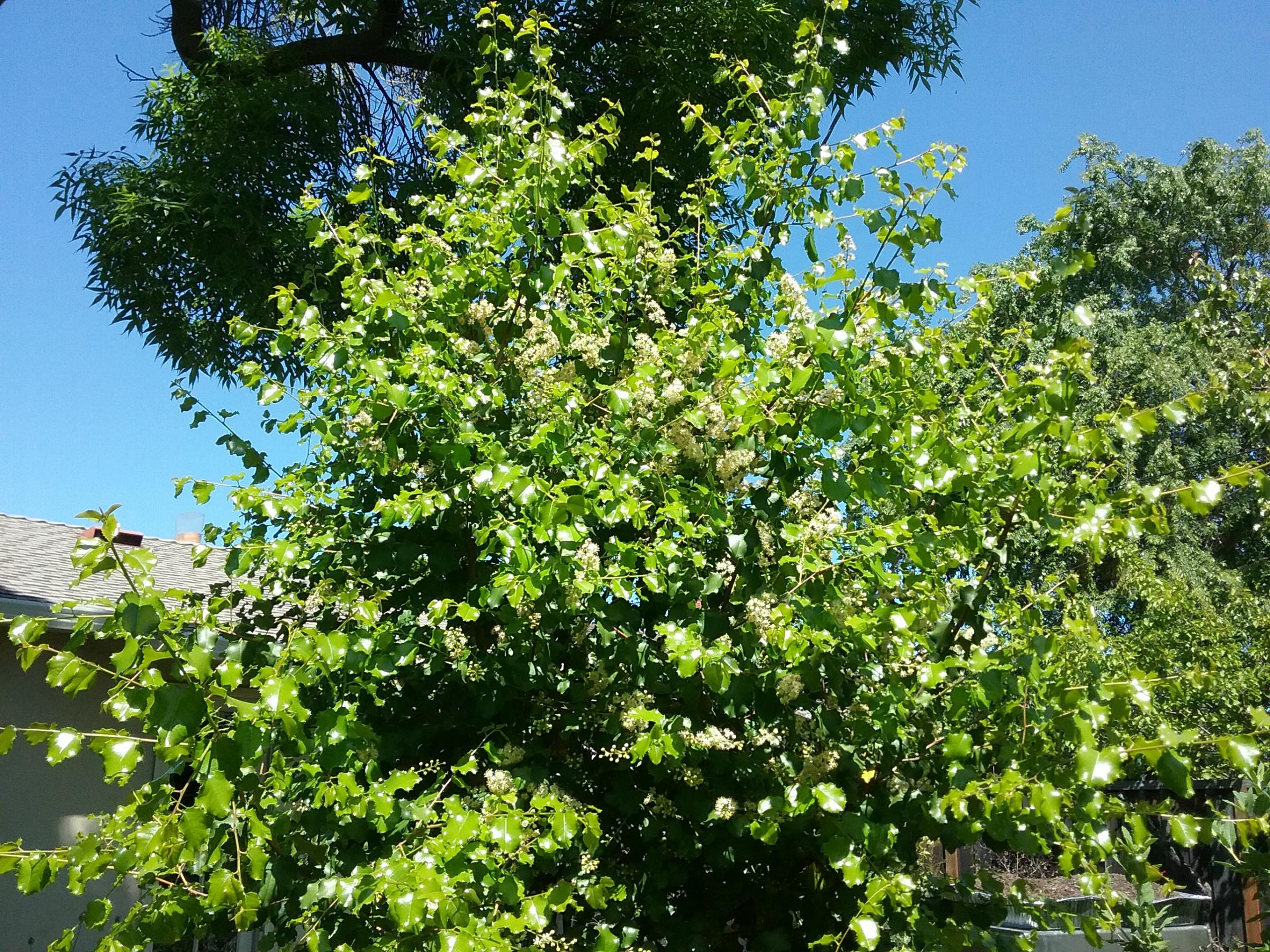 Prunus Ilicifolia Ssp Ilicifolia Linda Vista Native Plants 7253