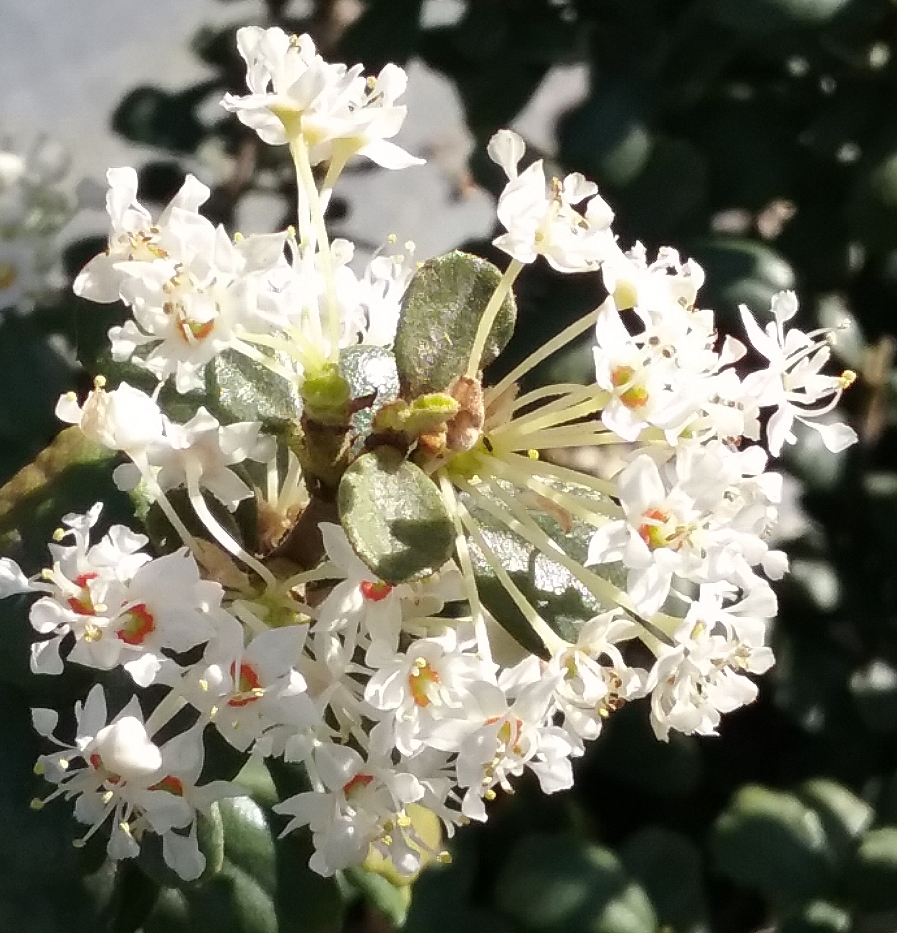 Ceanothus maritimus Popcorn - Linda Vista Native Plants