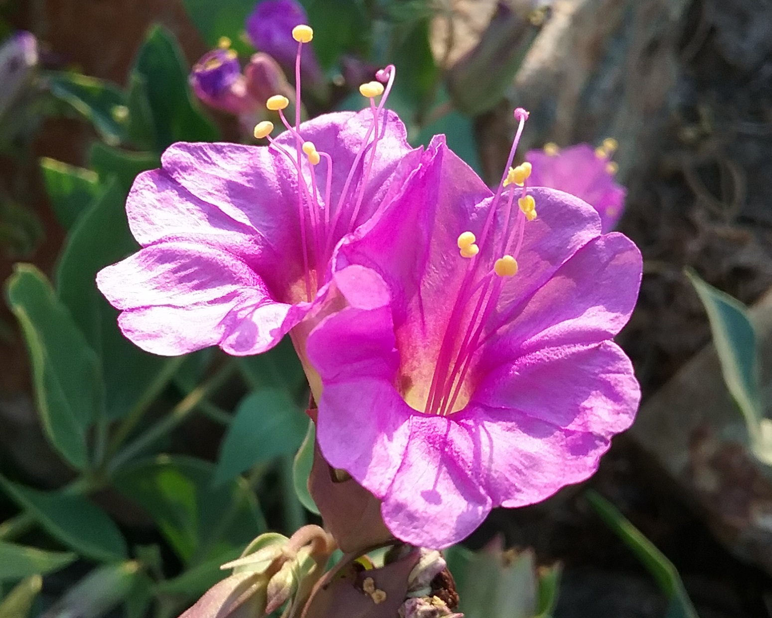 Mirabilis multiflora - Linda Vista Native Plants