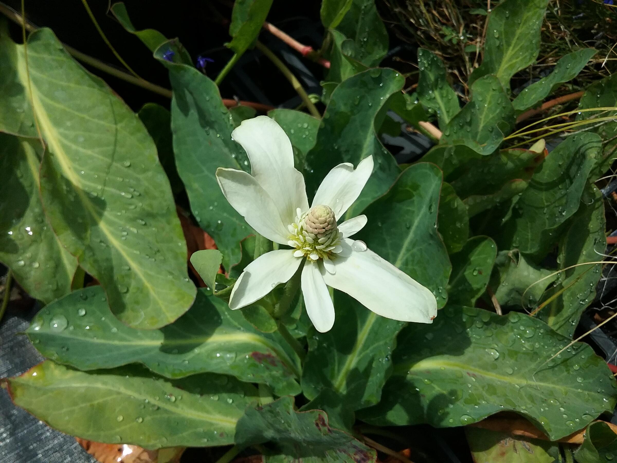 Anemopsis californica - Linda Vista Native Plants