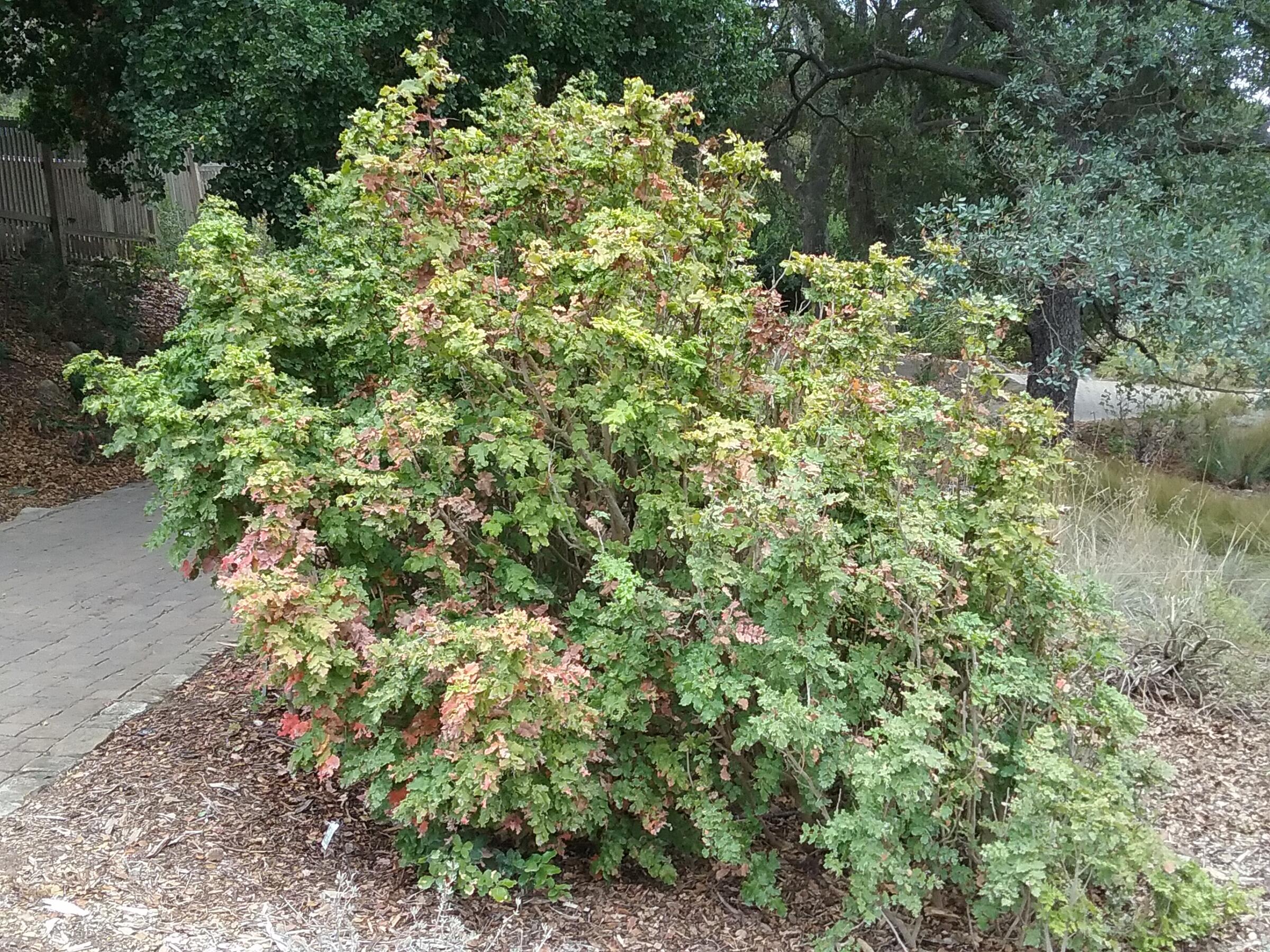 Berberis Pinnata - Linda Vista Native Plants