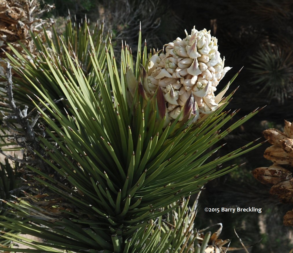 Yucca Brevifolia - Linda Vista Native Plants