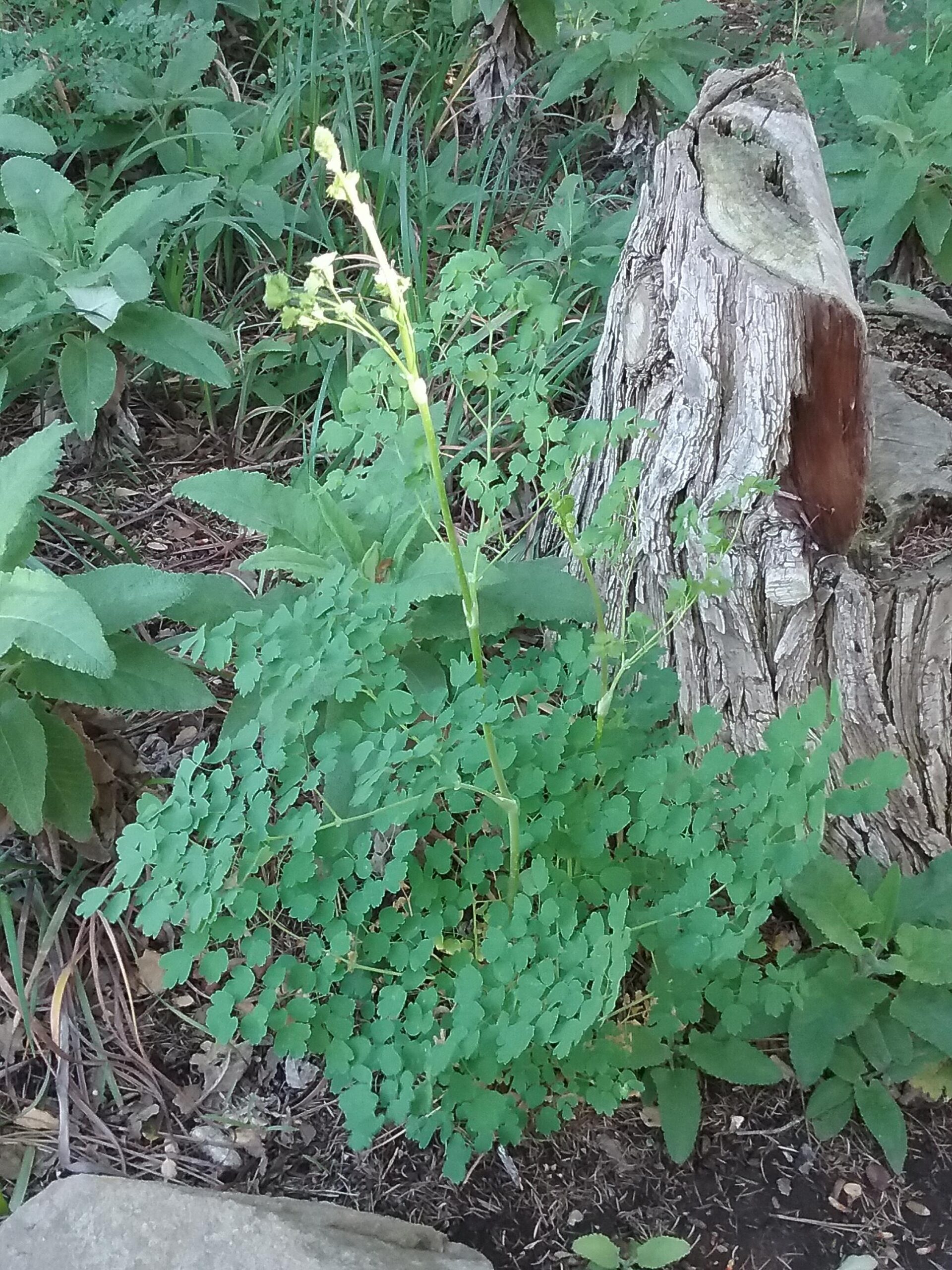 Thalictrum fendleri var. polycarpum Female Plant - Linda Vista Native ...