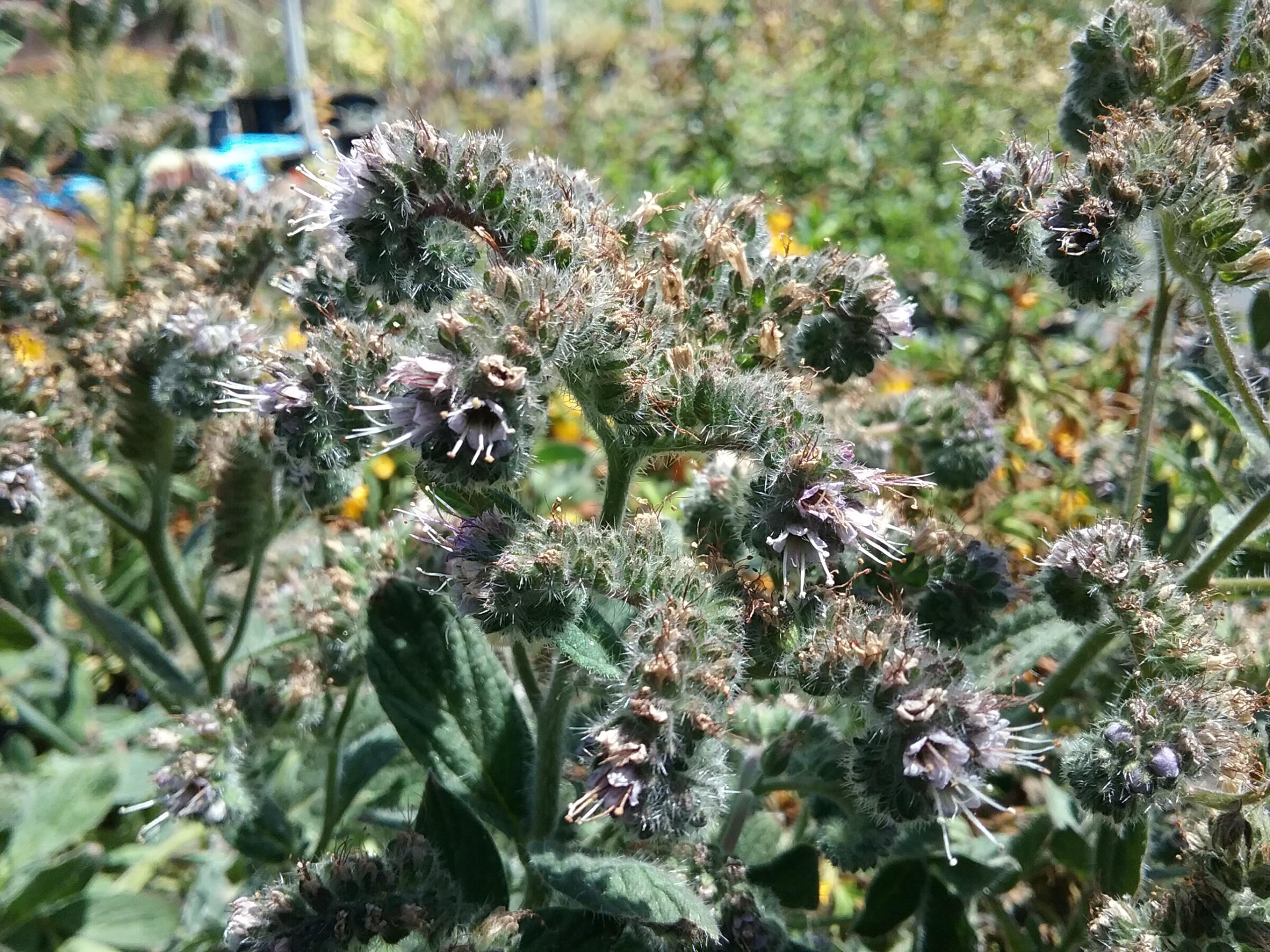 Phacelia californica - Linda Vista Native Plants