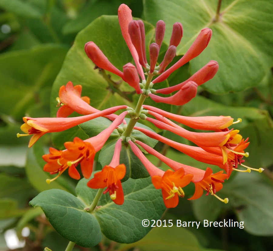 Lonicera ciliosa - Linda Vista Native Plants