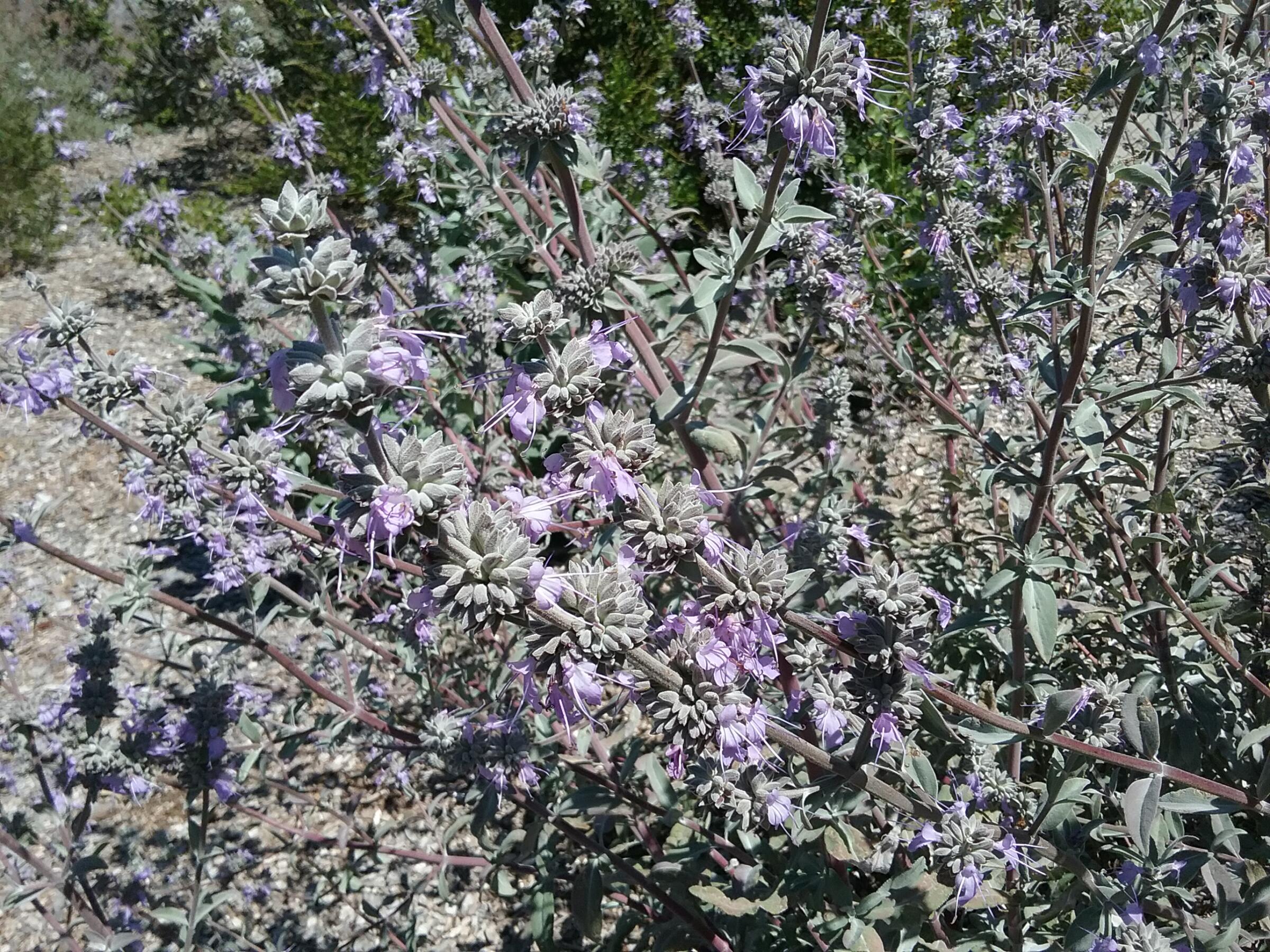 Salvia Desperado - Linda Vista Native Plants