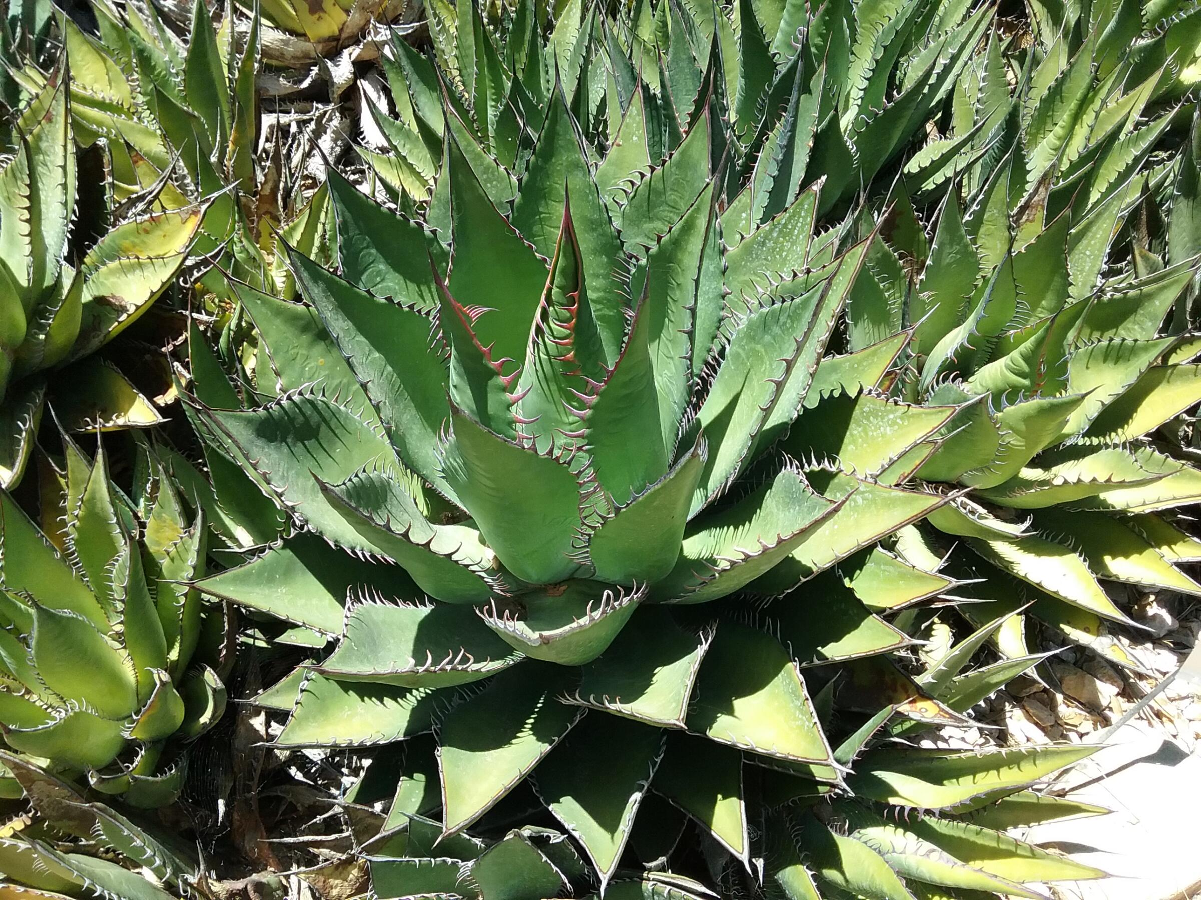 Agave Shawii - Linda Vista Native Plants