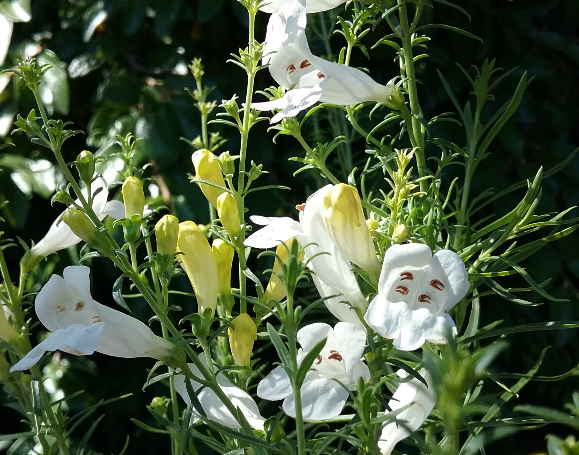 Penstemon heterophyllus ‘GMR White’ - Linda Vista Native Plants