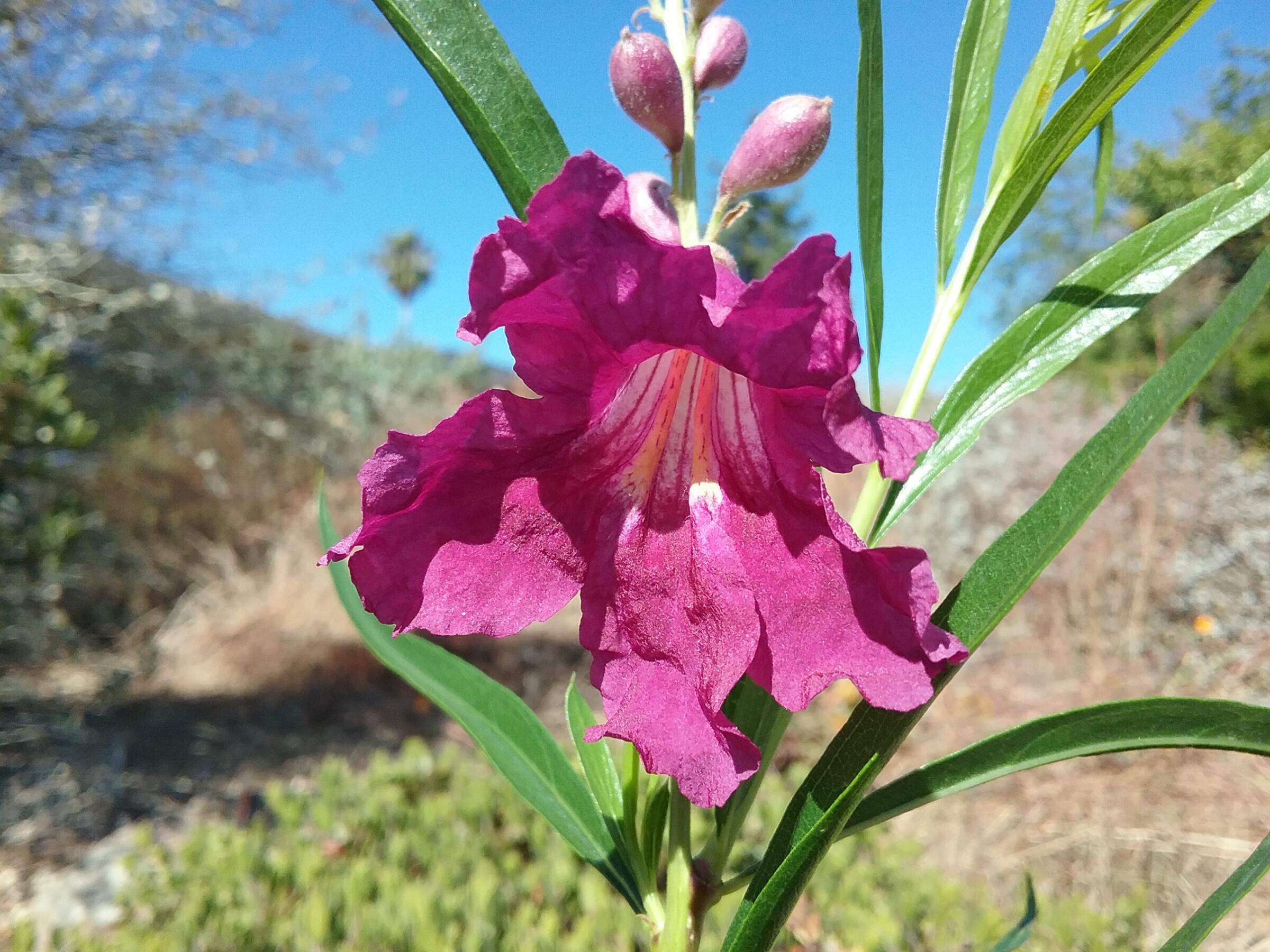 Chilopsis Linearis Lucretia Hamilton Linda Vista Native Plants 1157