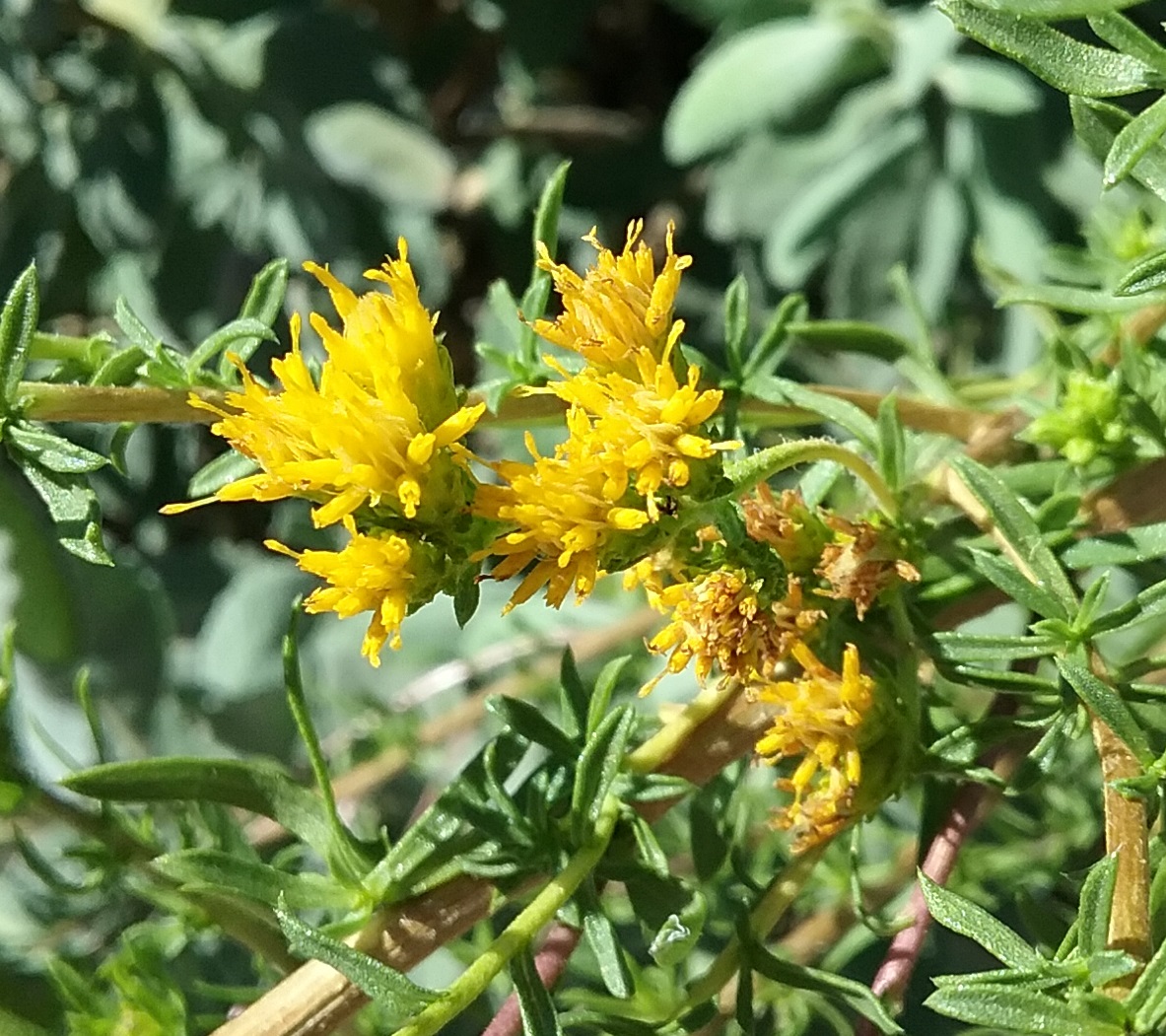 Isocoma menziesii - Linda Vista Native Plants